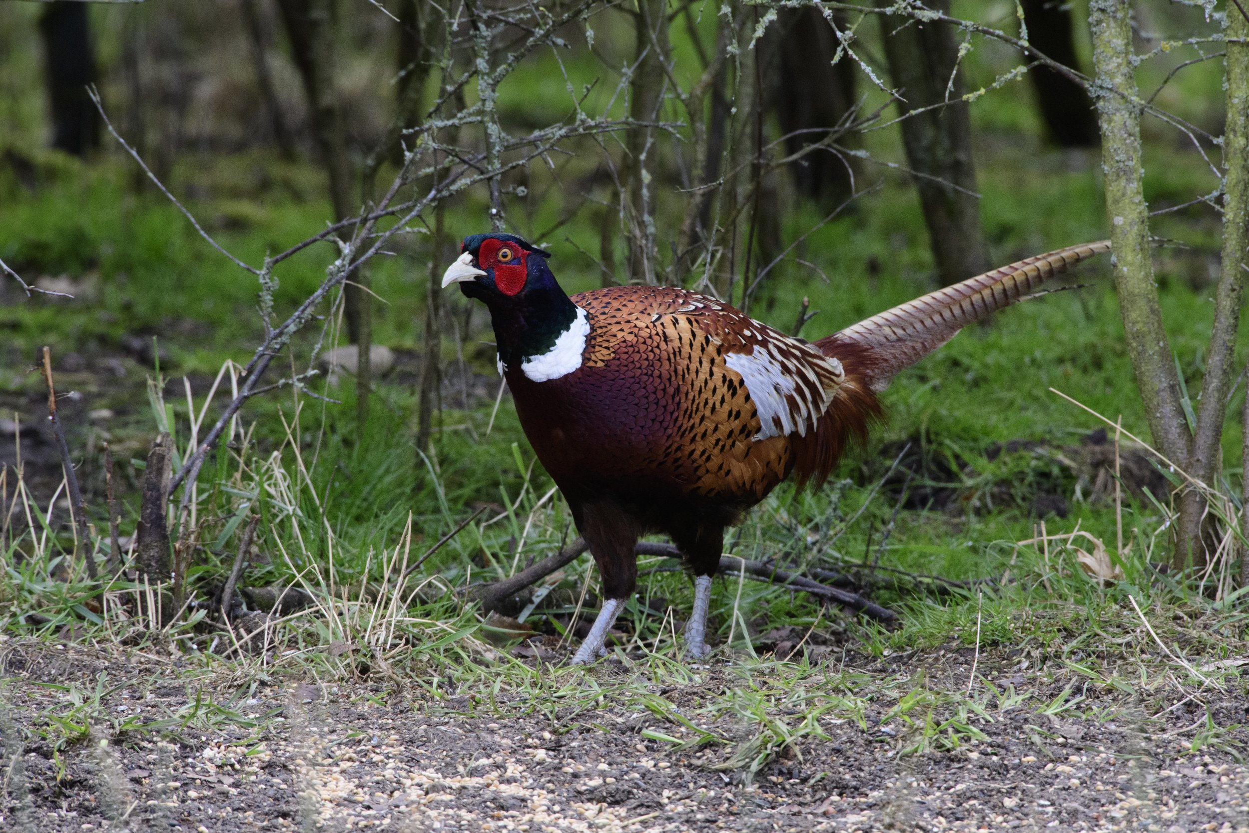 Pheasant_male.jpg