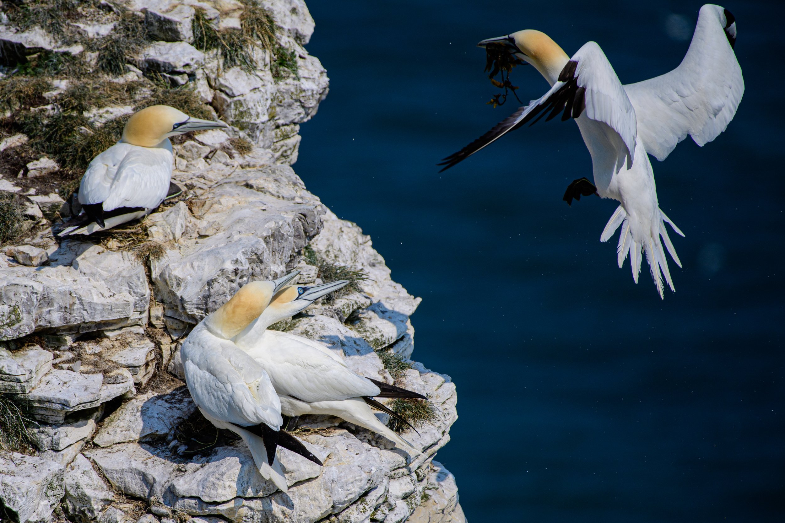 Gannet000006.jpg