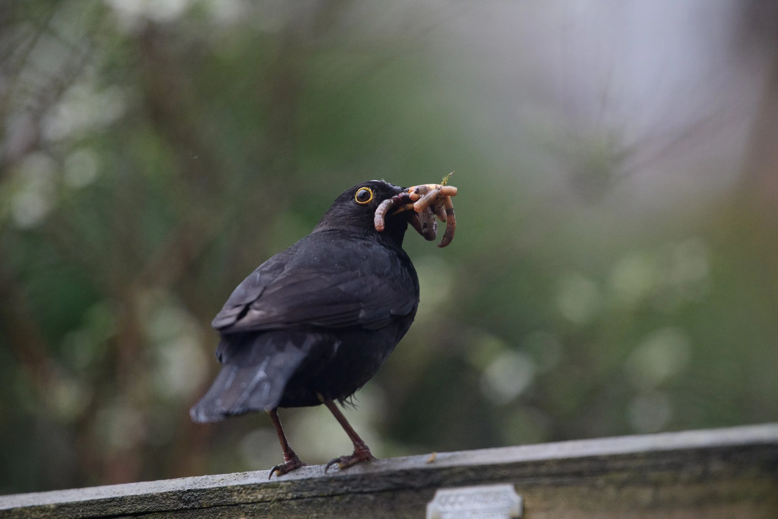 Blackbird_Male_Worms_000039.jpg