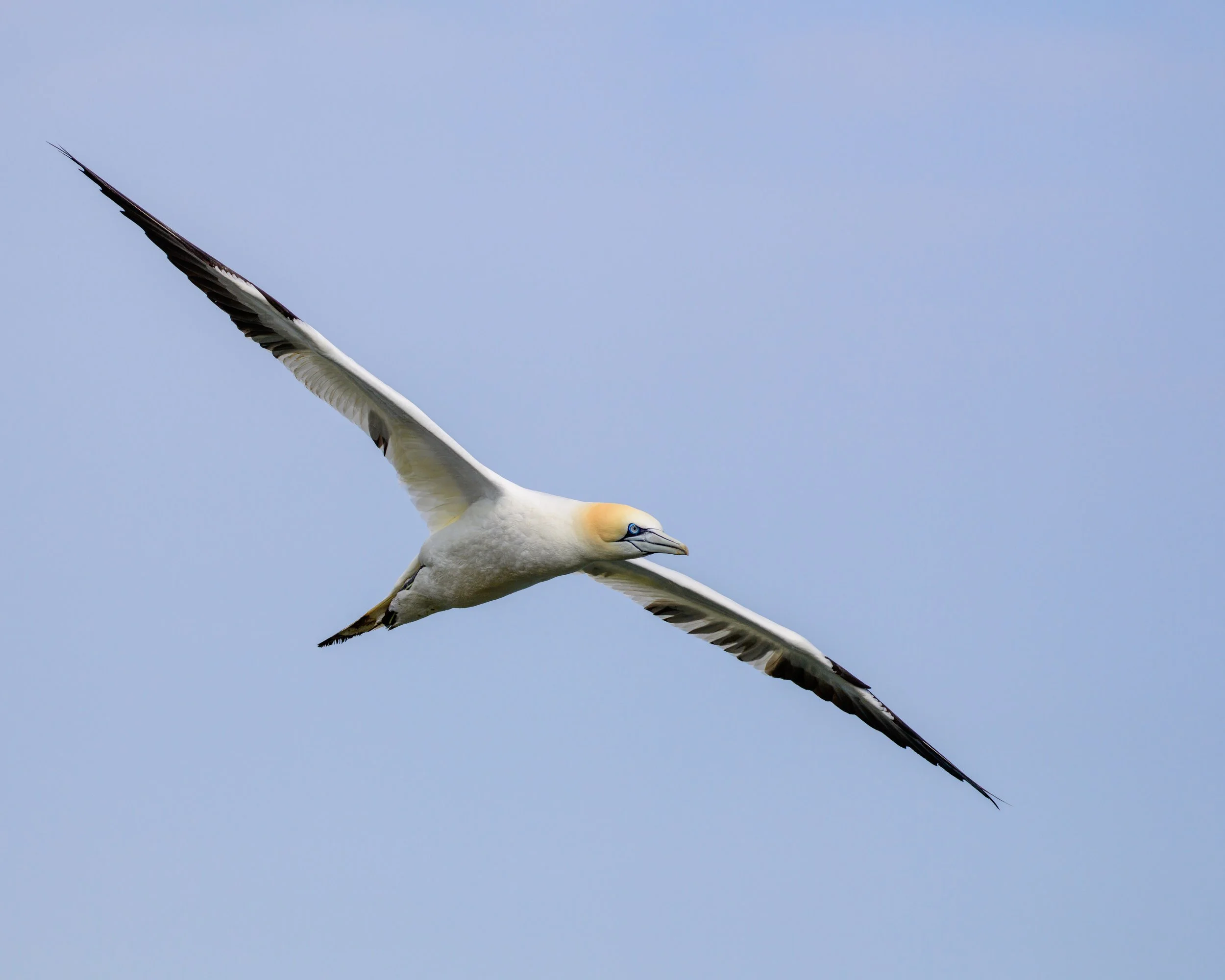 Gannet000007_Insta_cropped.jpg