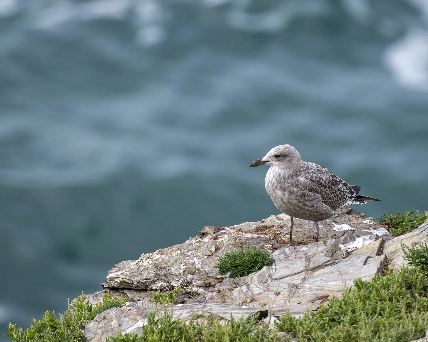 juvenile_Lesser_black-backed_gull_V2 copy.jpg