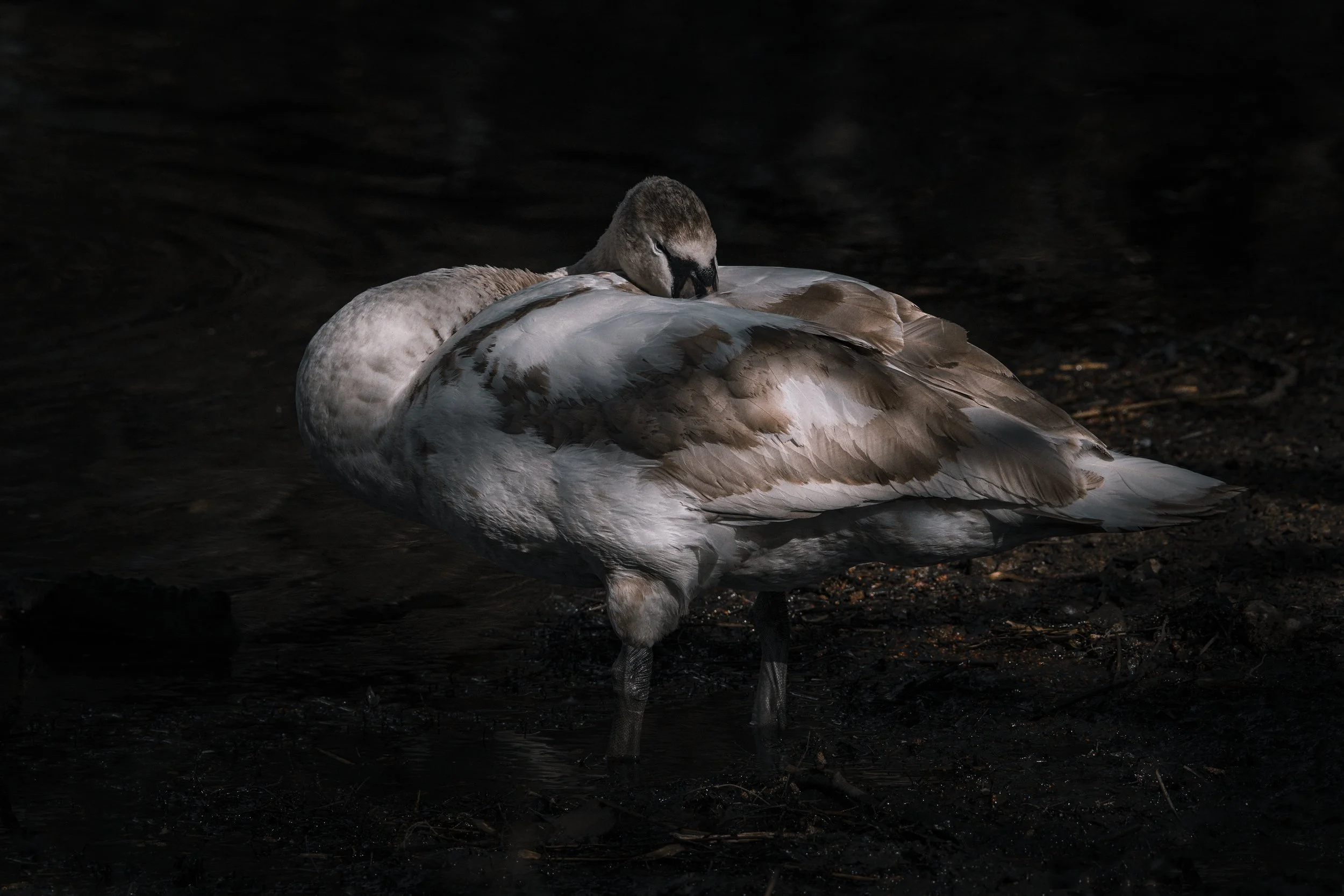 Juvenile_Mute_Swan.jpg