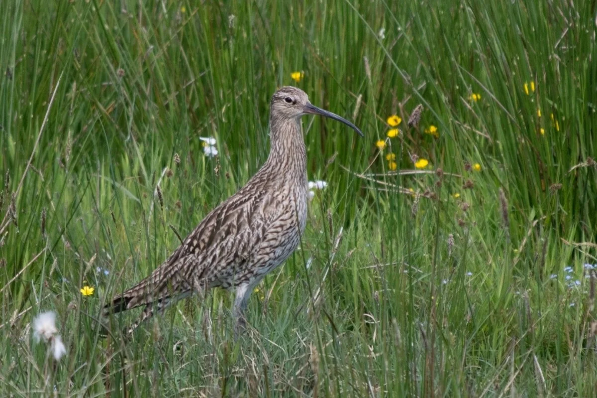 Moorland Management for Wading Birds