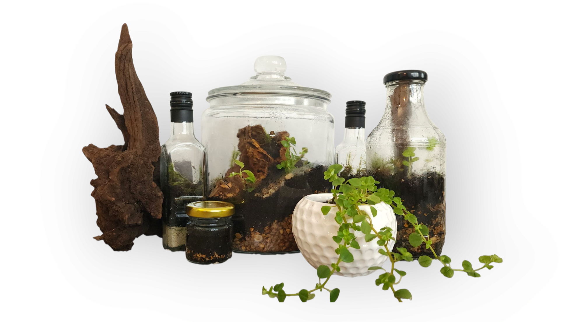 DIY Terrarium