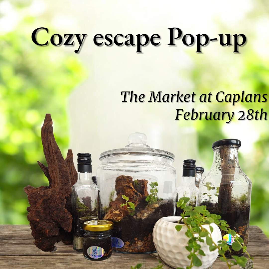 Cozy Escape Pop-Up