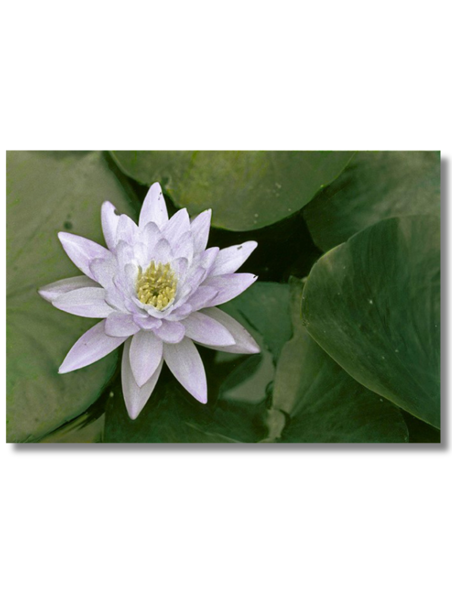 Website image product template 1500 x 2000 px (2).png