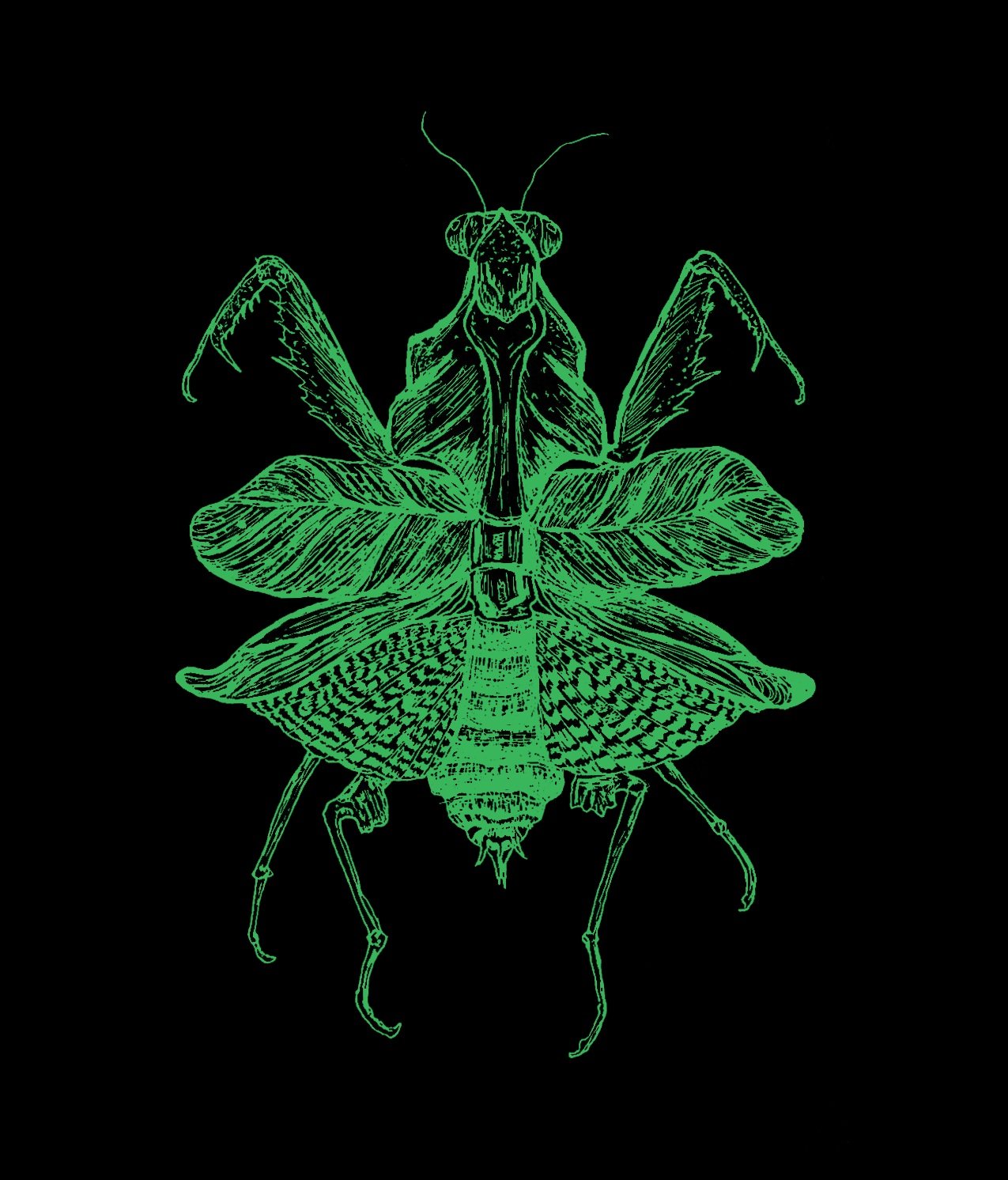 Mantis Print