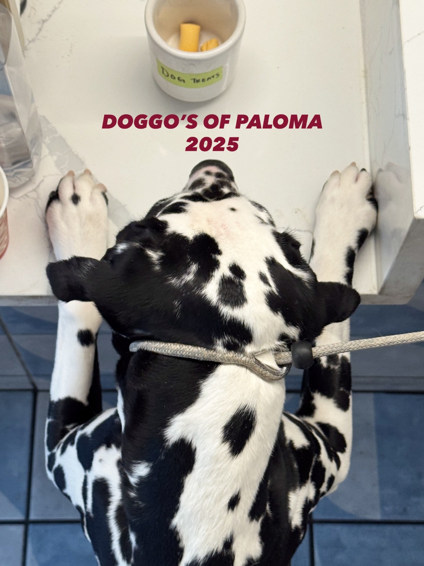 Where dogs treats and pupa-chino&rsquo;s are on the menu too 🐾