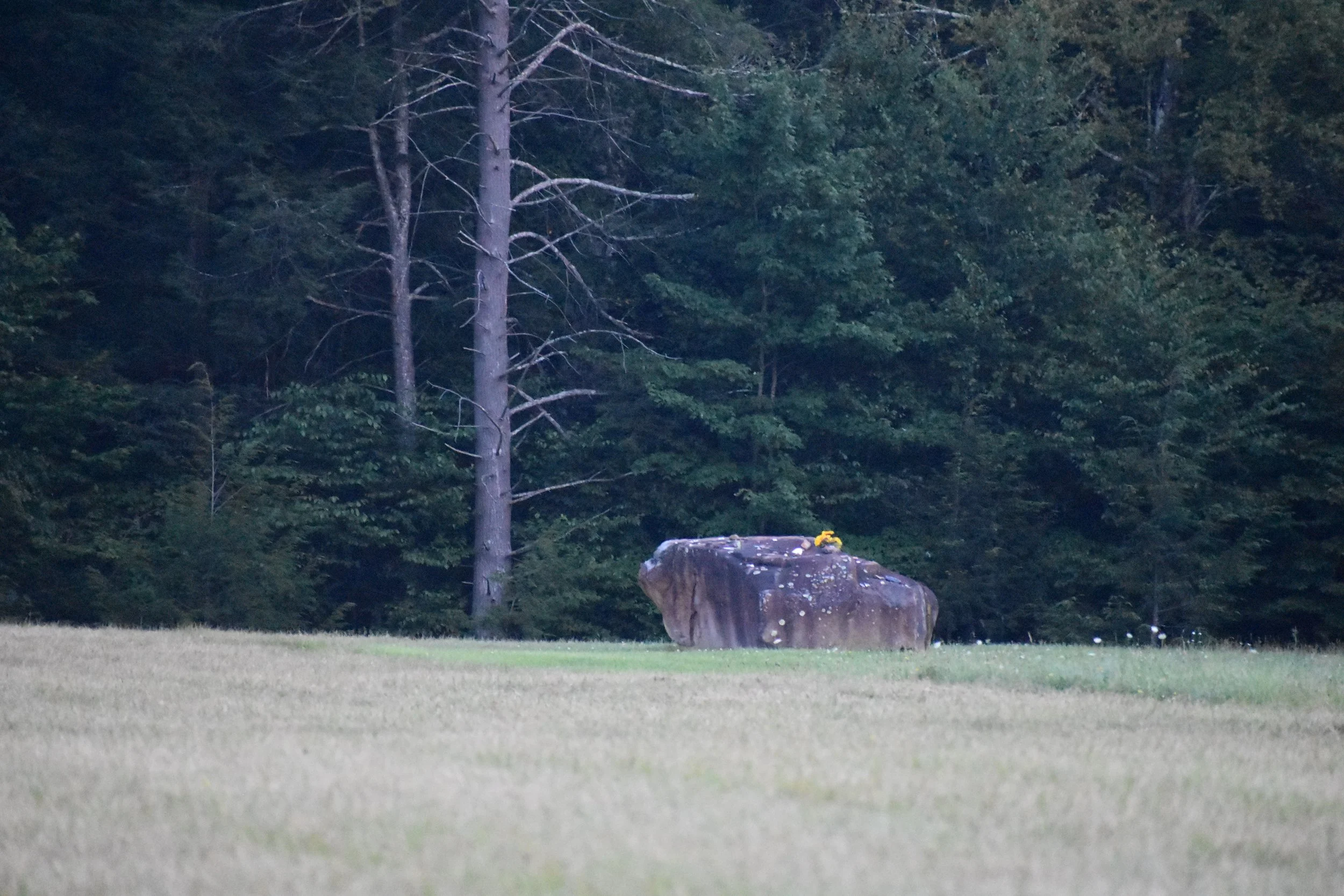 DSC_0251.JPG