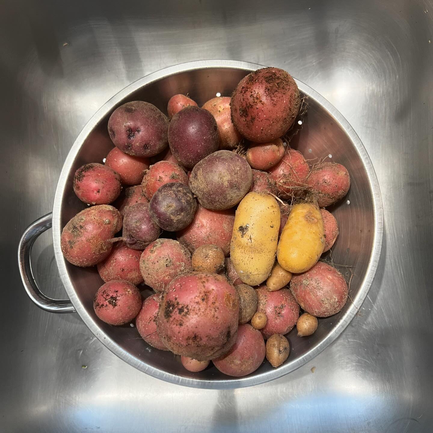 I love farming in the fall ππππ» #organicfood #sustainability #localbusiness #graymaine