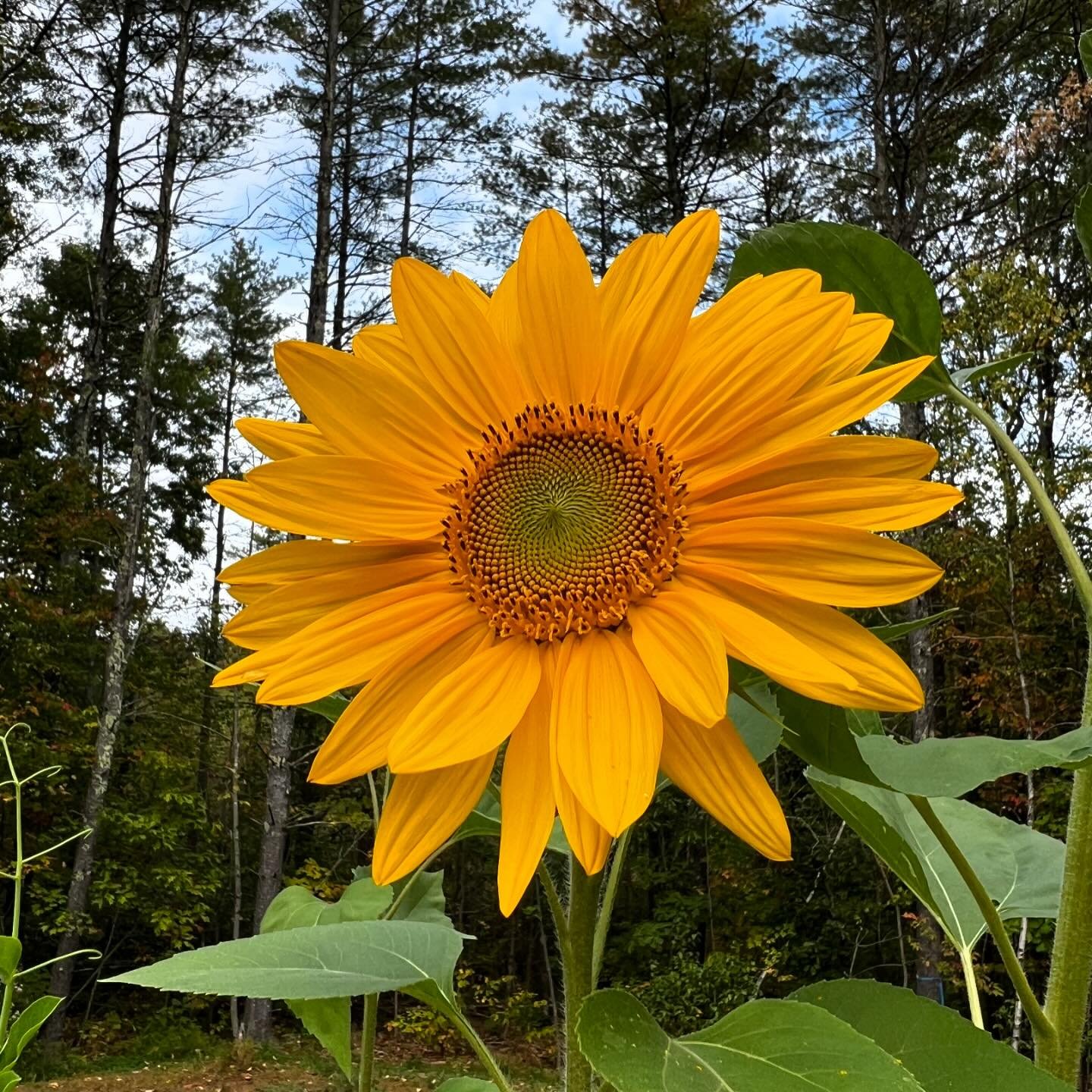 It’s Autumn π #organicgardening #sustainability #nativeland #permaculture