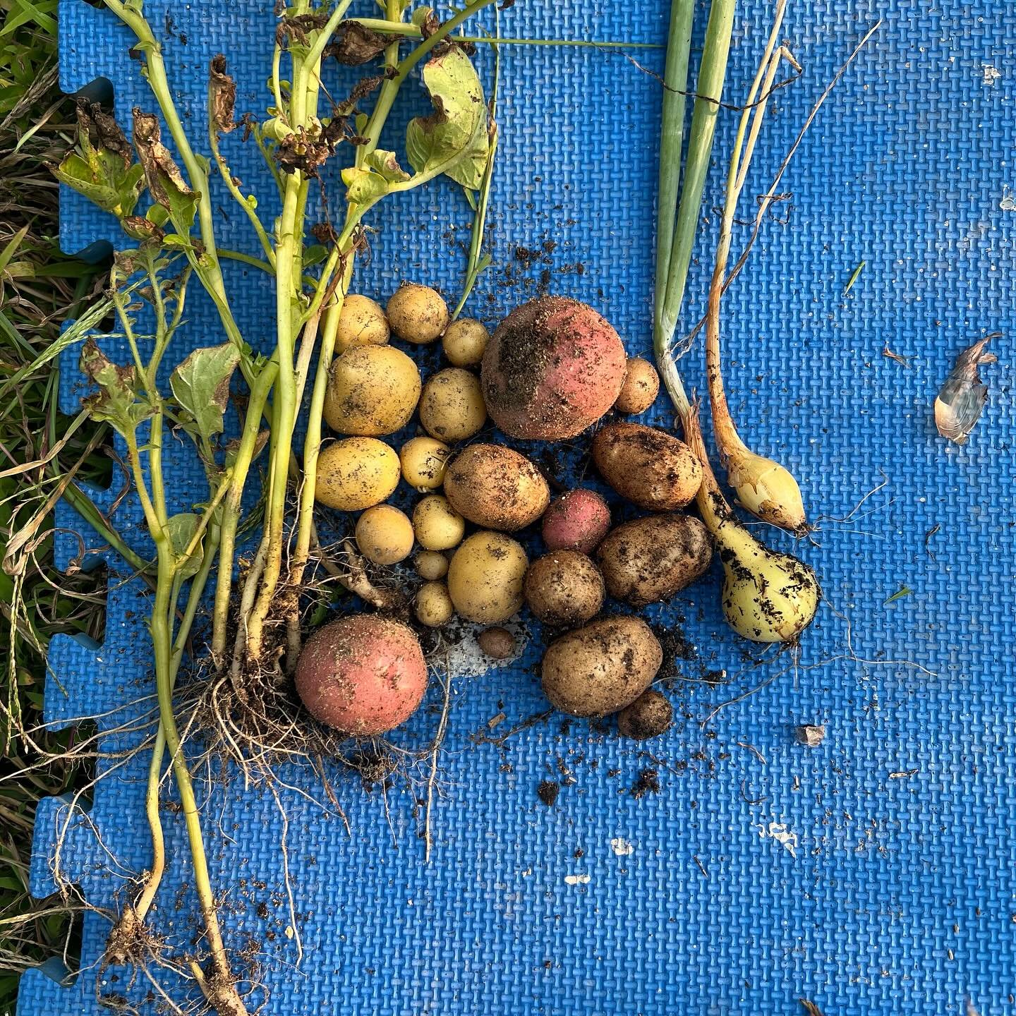 I smell fall coming soon… #organicgardening