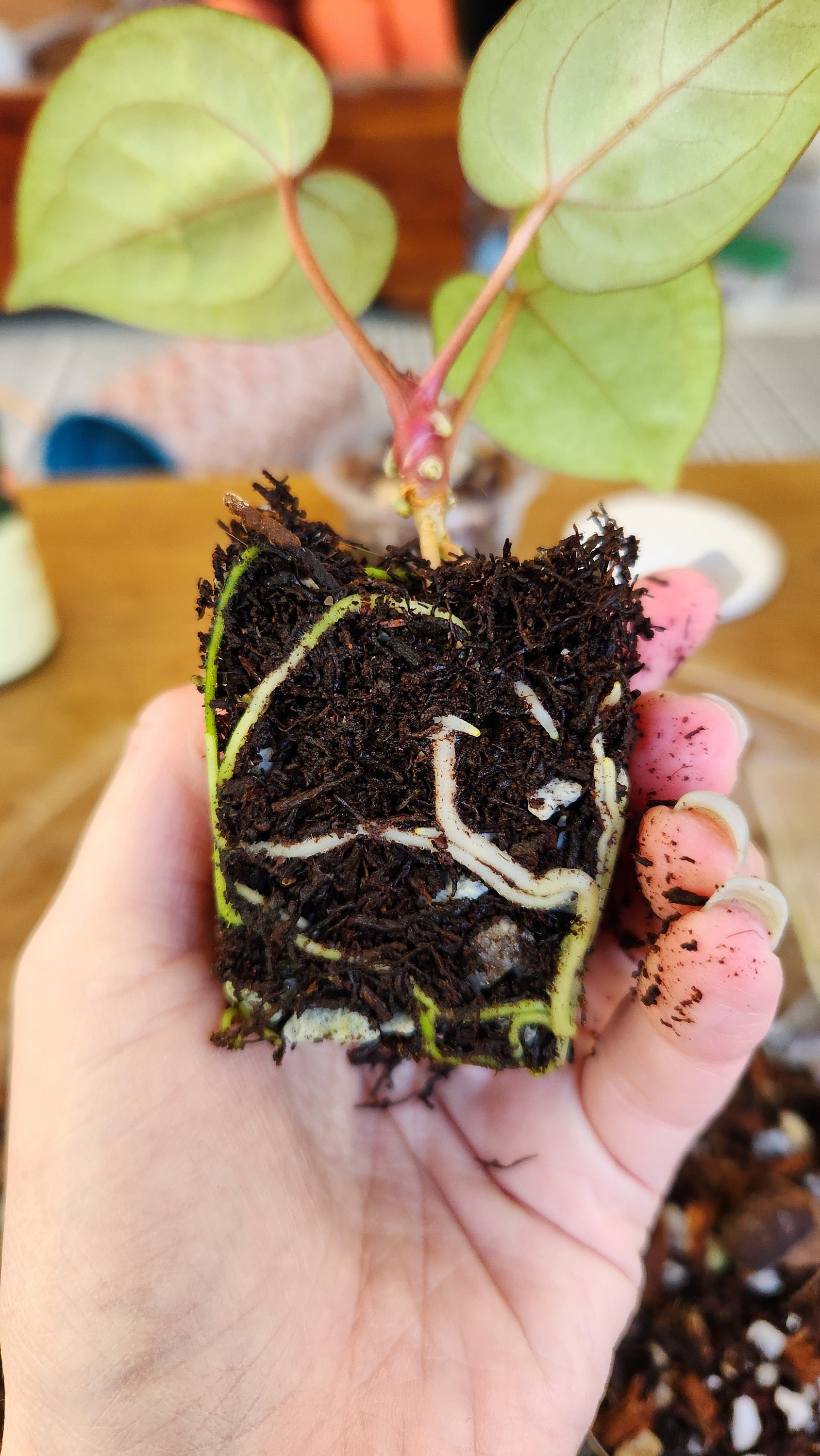 https://i.etsystatic.com/38735508/r/il/201905/5976892803/il_fullxfull.5976892803_ts9k.jpg