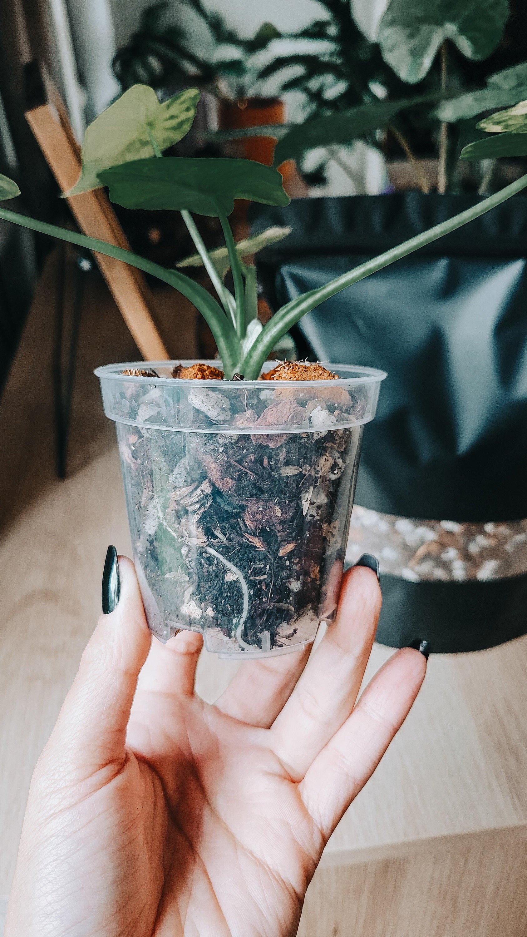 https://i.etsystatic.com/38735508/r/il/706f5e/5383687207/il_fullxfull.5383687207_kkqa.jpg