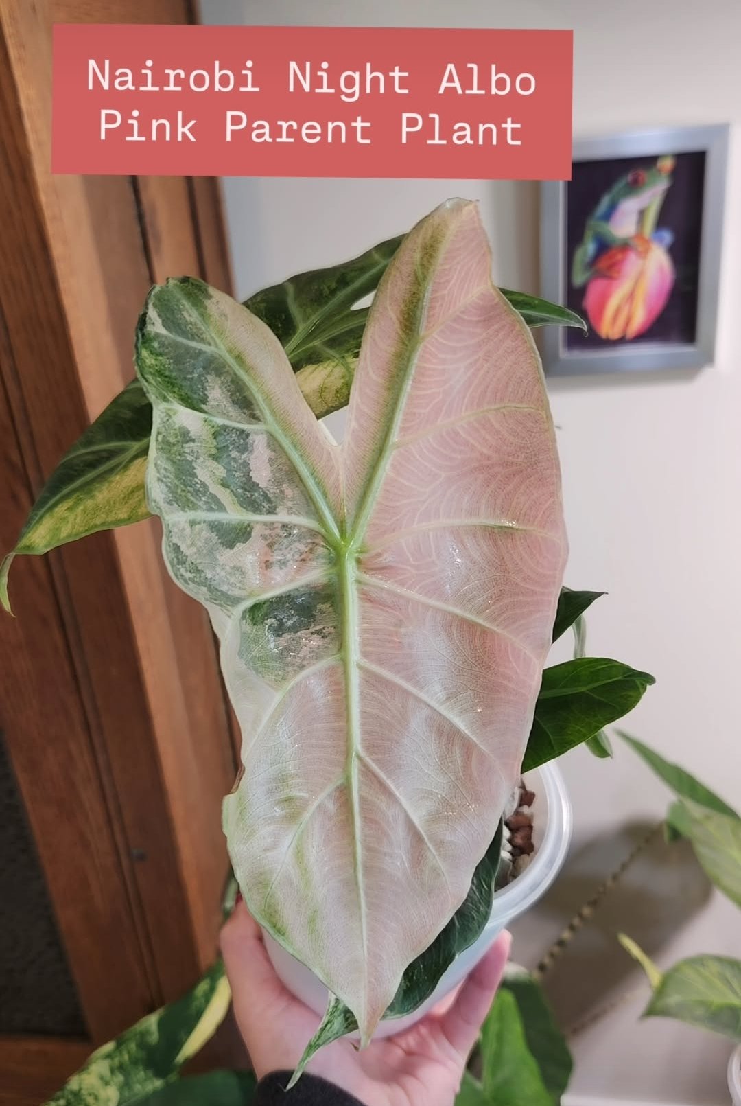 Nairobi Night Variegated Corm W50