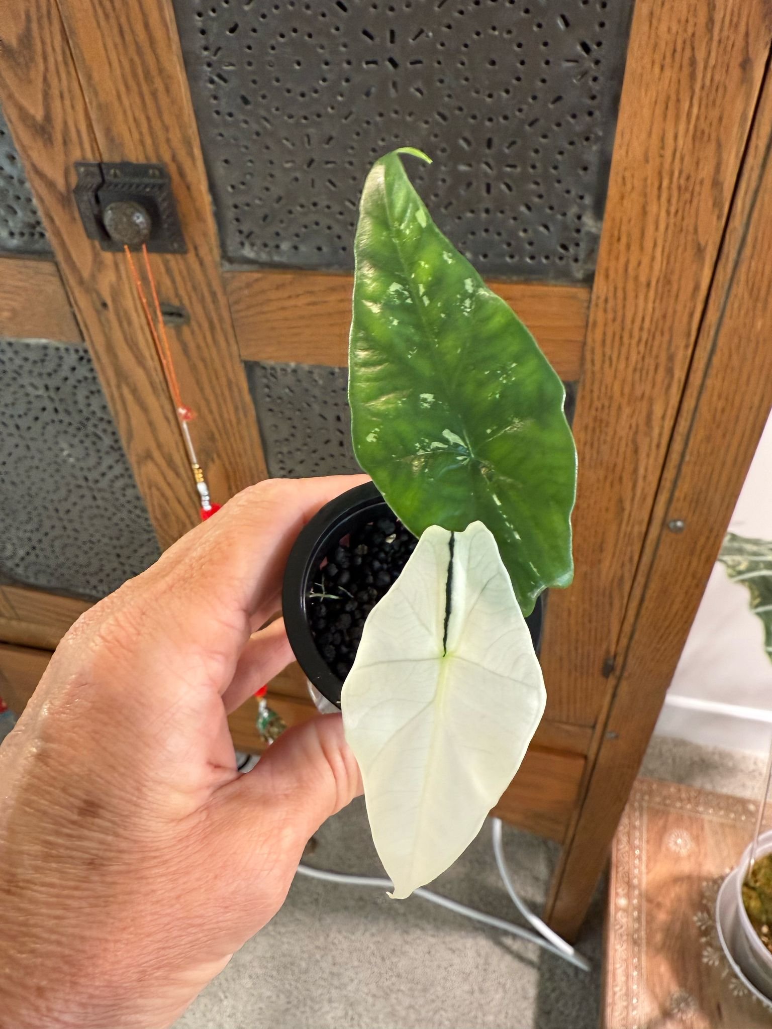 Albo Simpo Alocasia Starter Plant W52