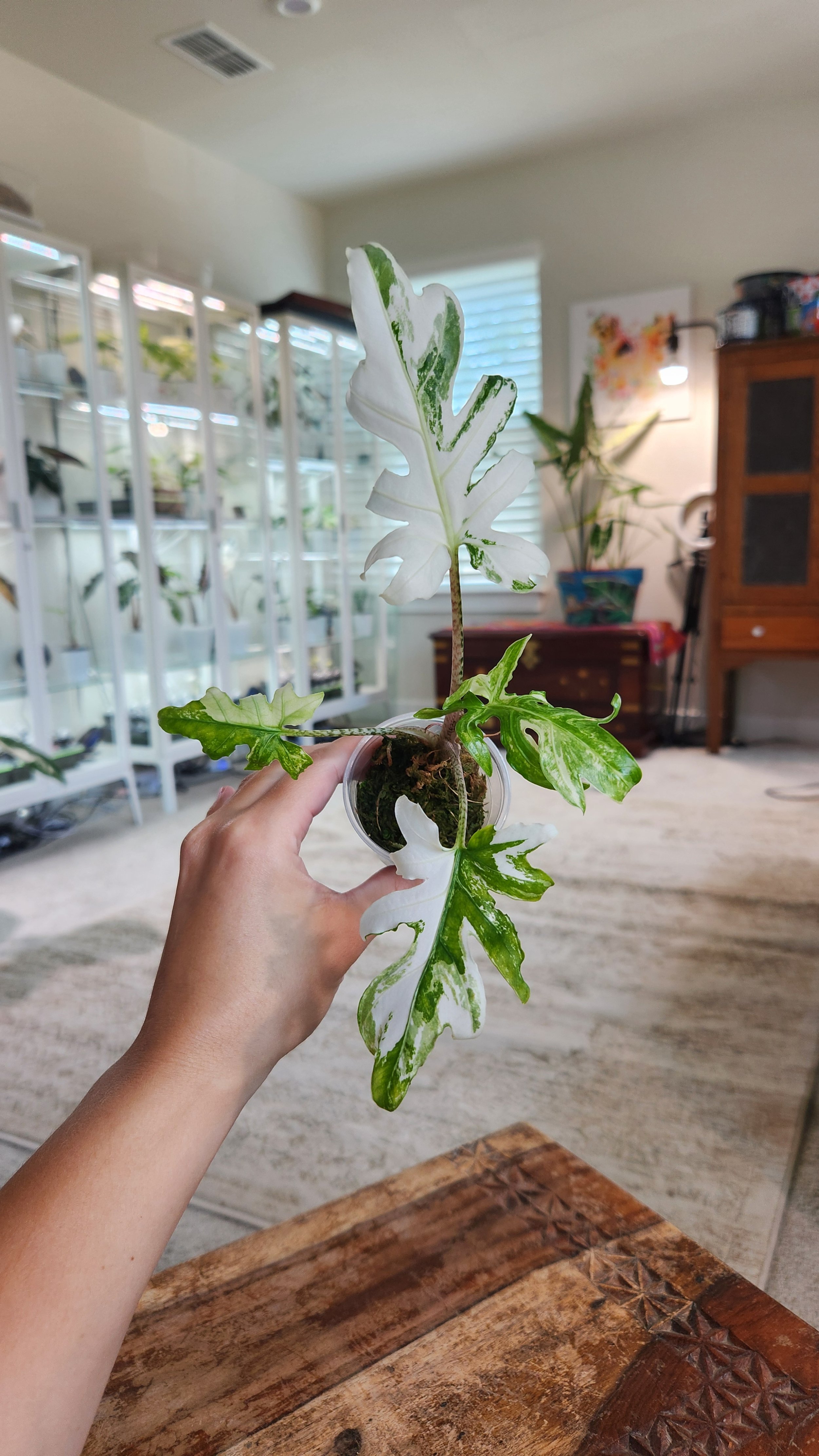 Albo Brancifolia Corm W52