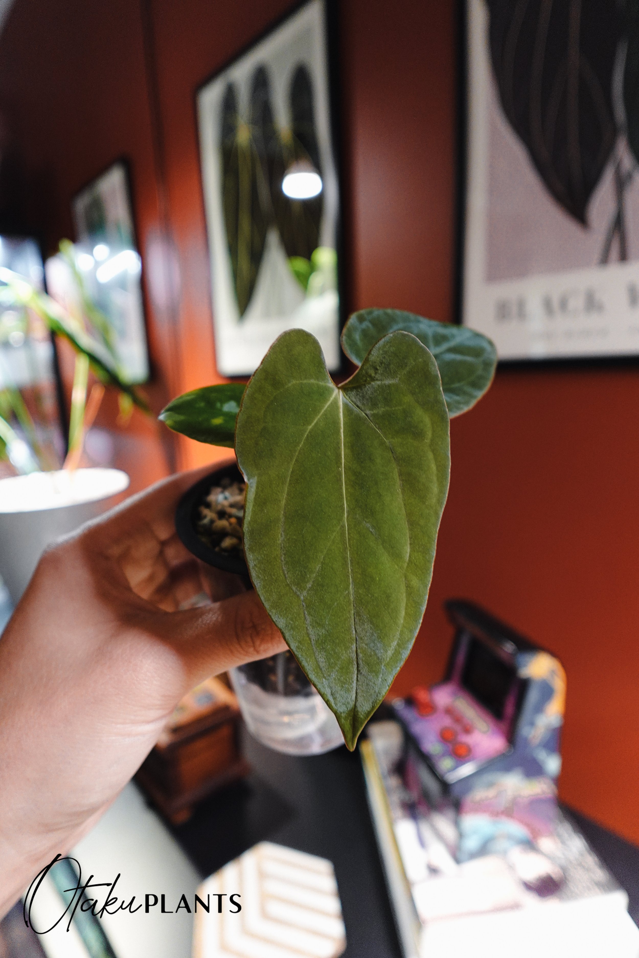 ANTHURIUM