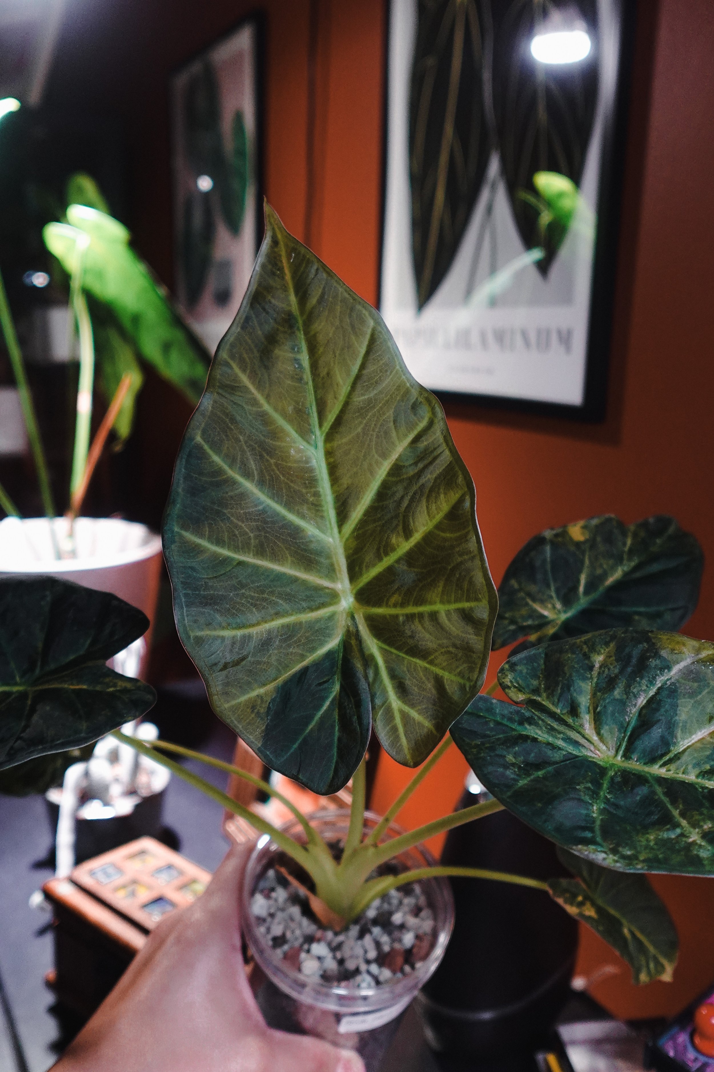 ALOCASIA CARAMEL REGAL SHIELD