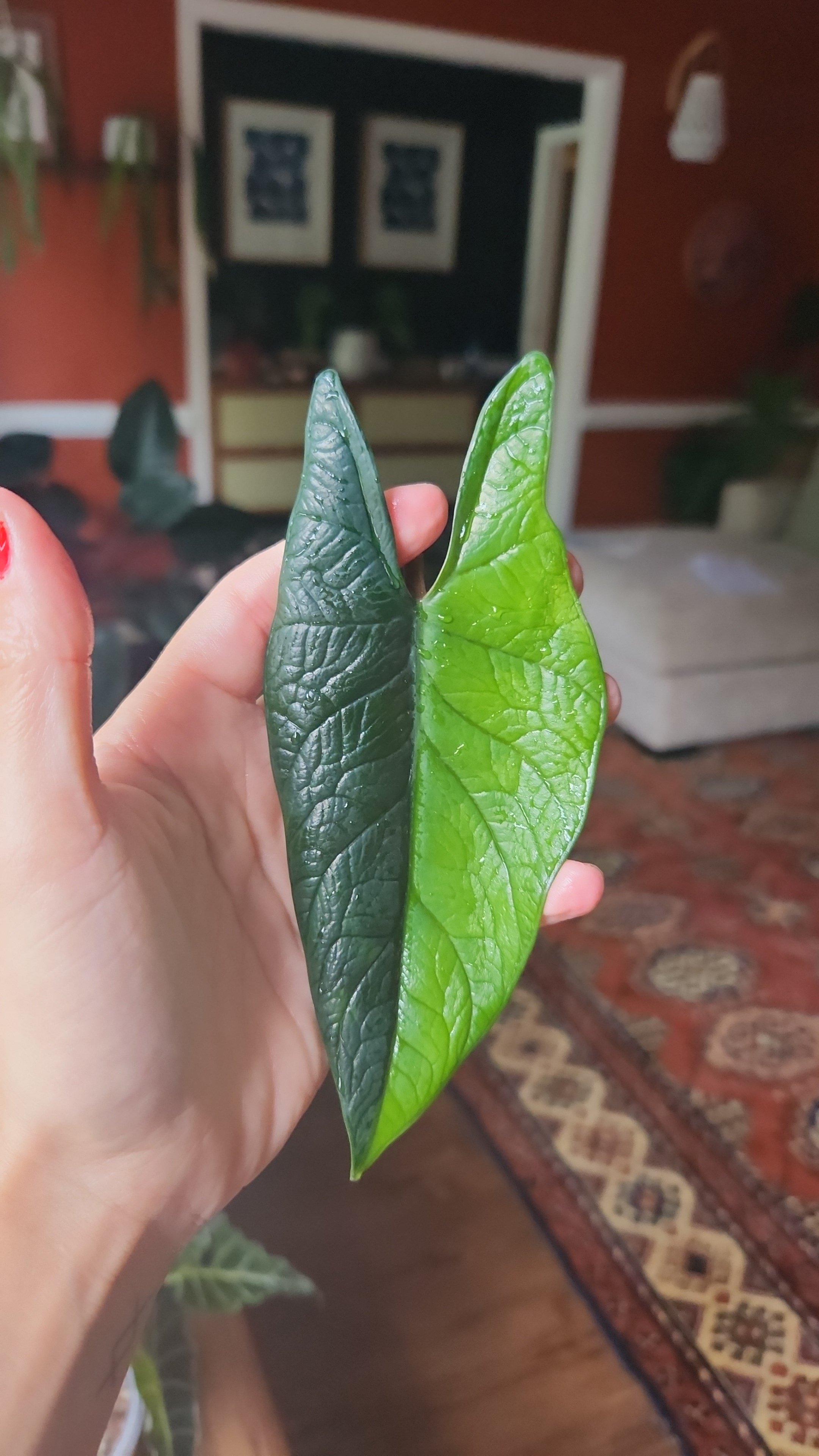 Aurea Scalprum xT01x T02 T03