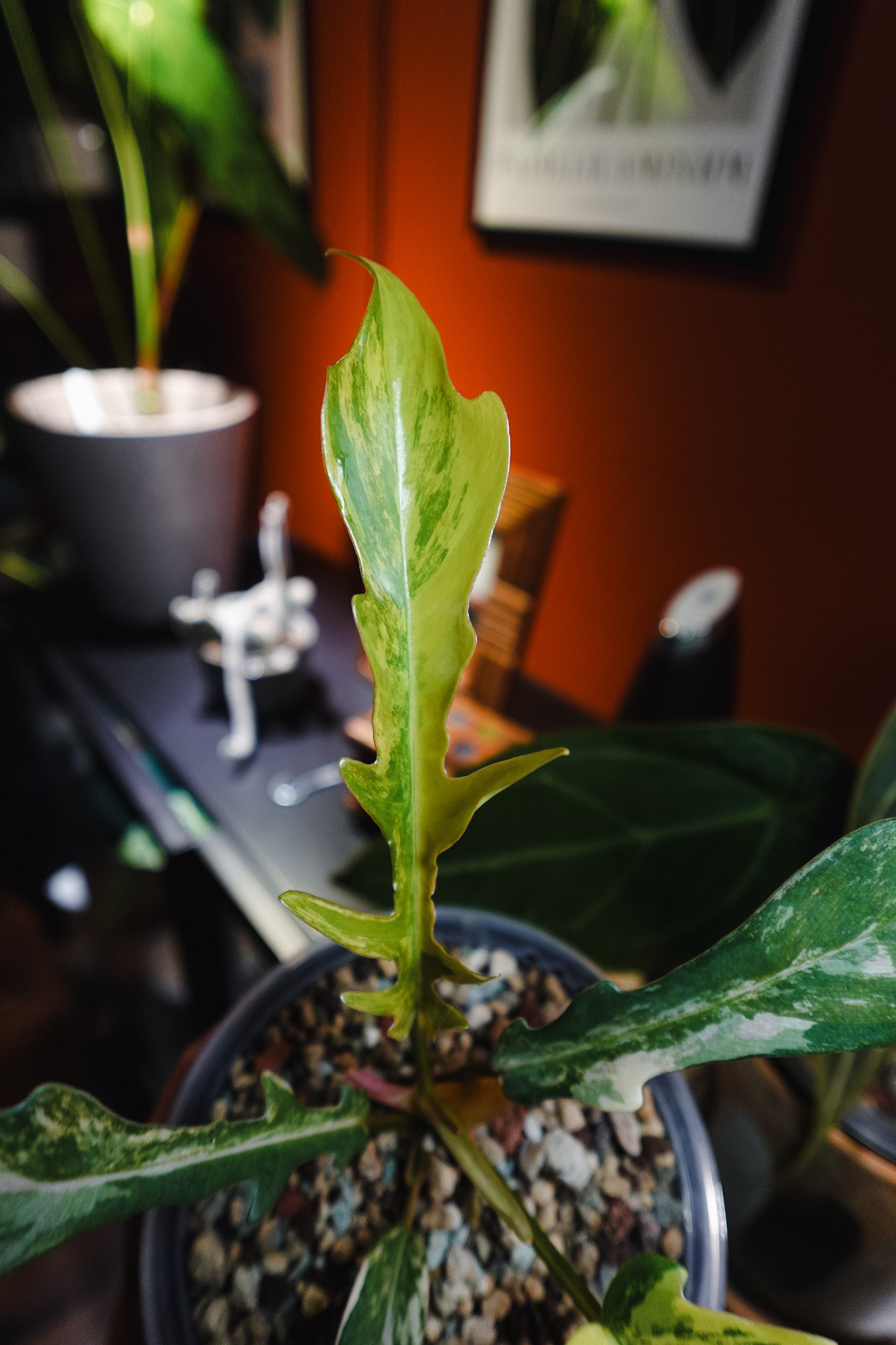 FLORIDA BEAUTY X TORTUM PHILO
