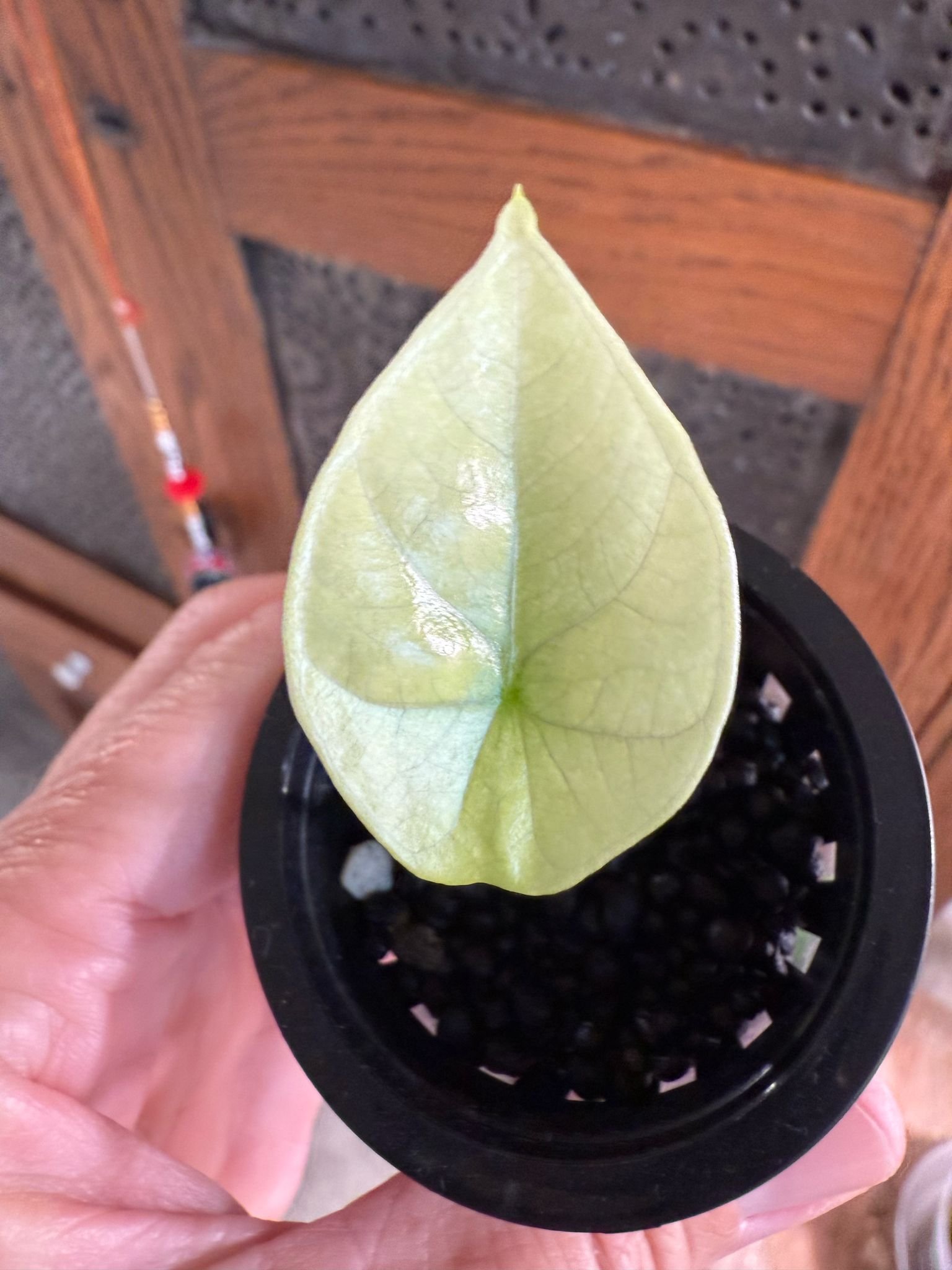 Mint Sinuata Starter Plant W49