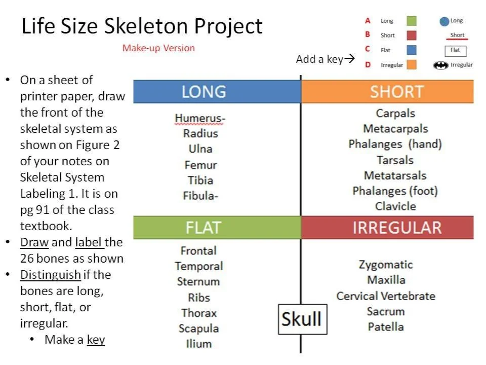 Life Size Skeleton Project.jpg