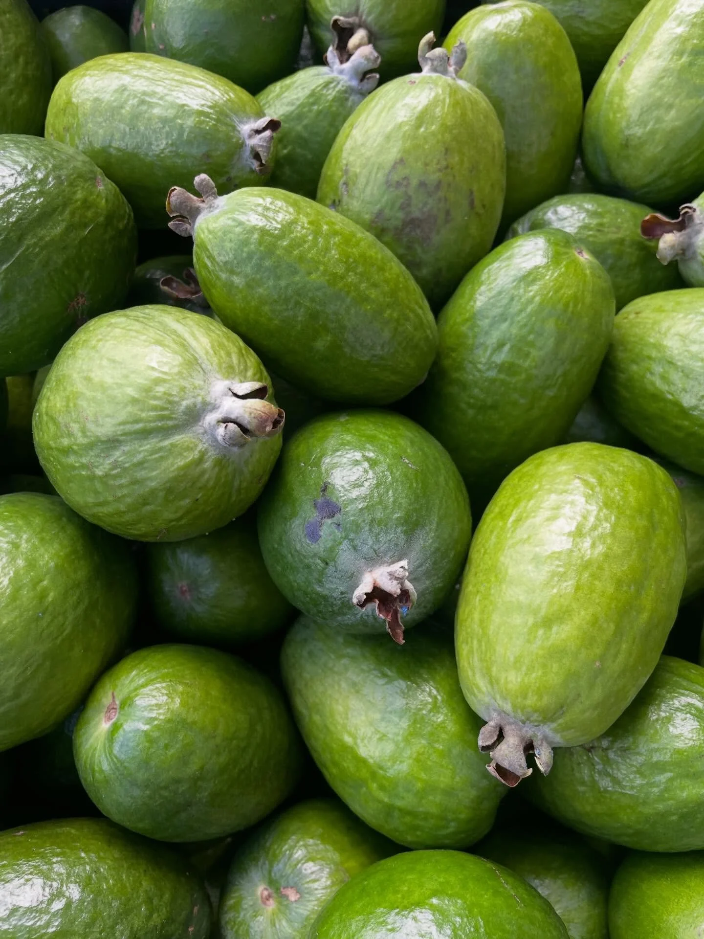 Picking the last of the harvest? Be like Paul, who brought an incredible 2,040 kilos of feijoas to Fair Food! Whether you&rsquo;ve got 20 or 20,000 we love homegrown goodness. 
Drop off at our Hub between 8-4 Monday to Friday, Sat 10-12, or Sundays i