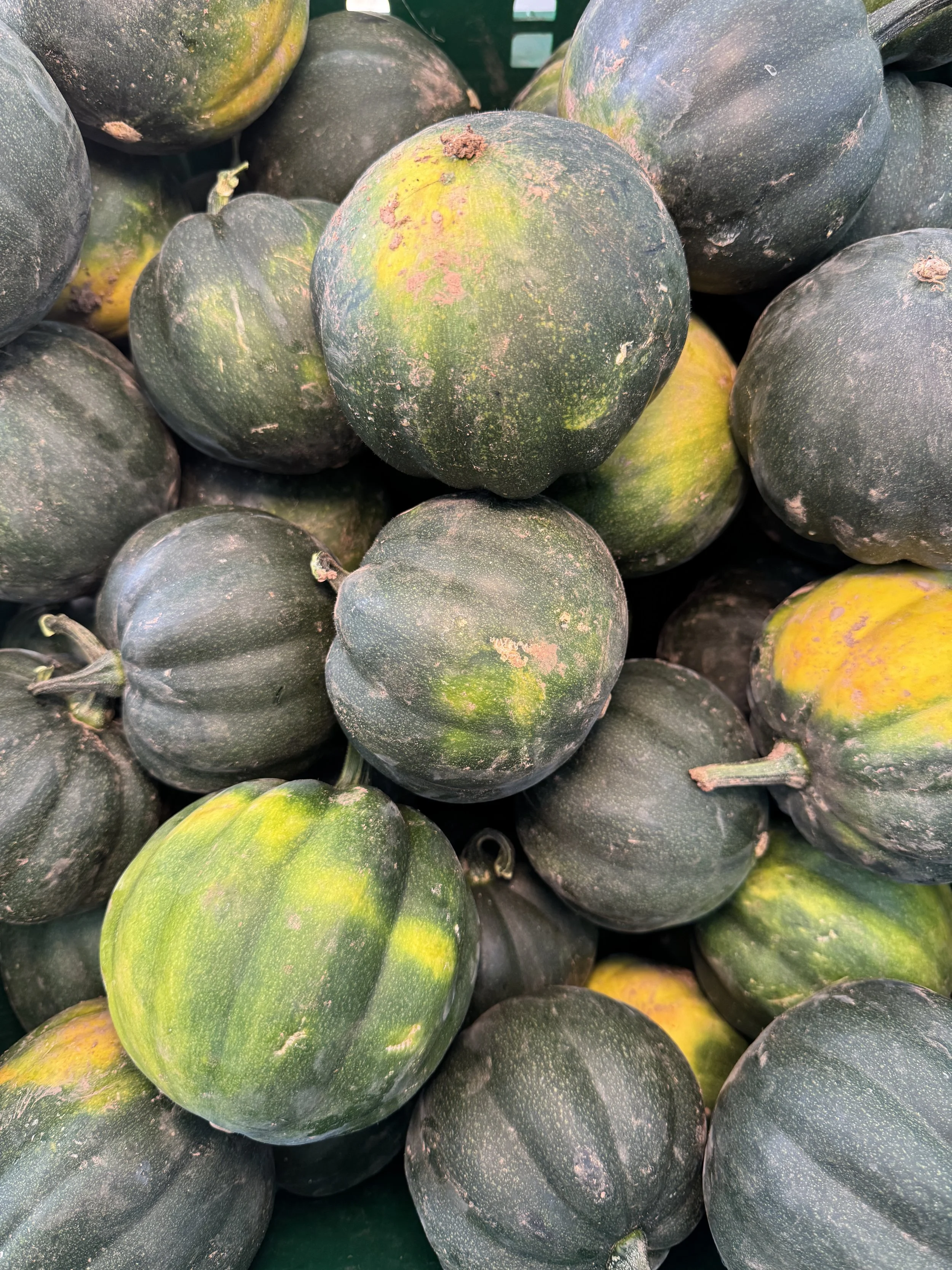 20250923acornsquash.JPG