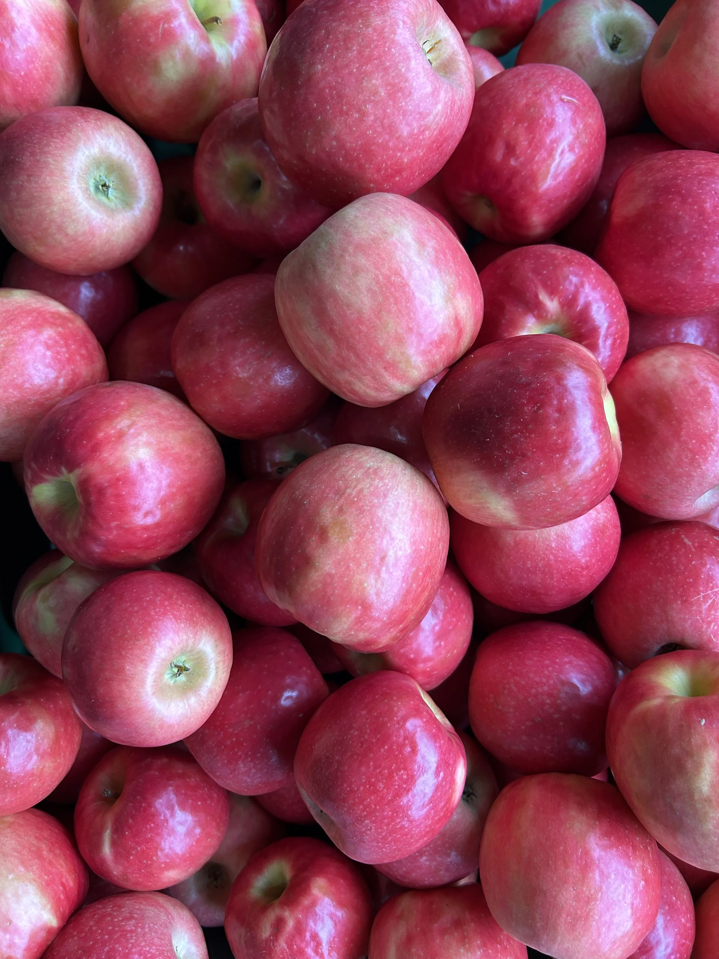20251112pinkladyapples.jpg