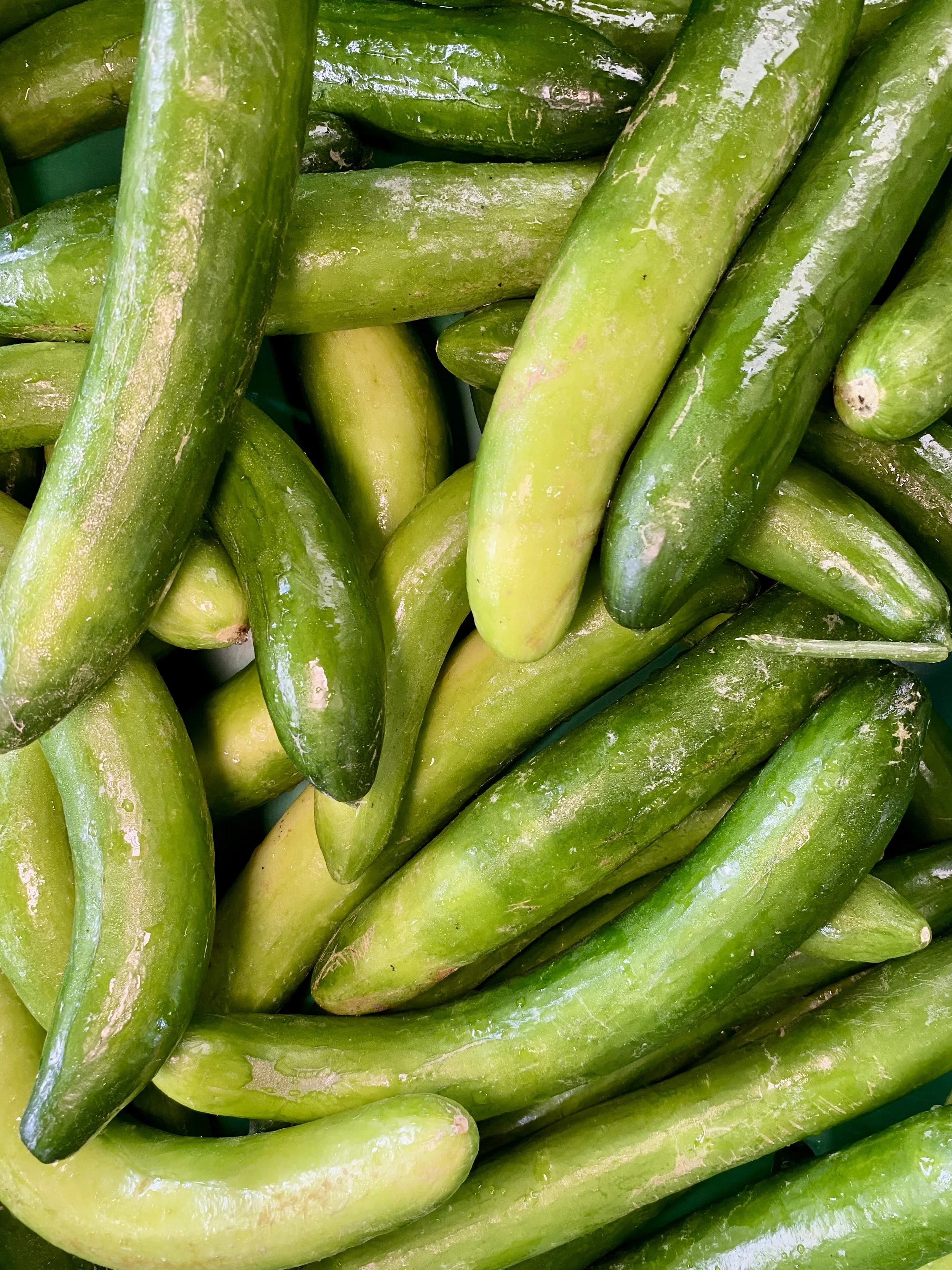 UnagiCucumber2026 (2).jpg
