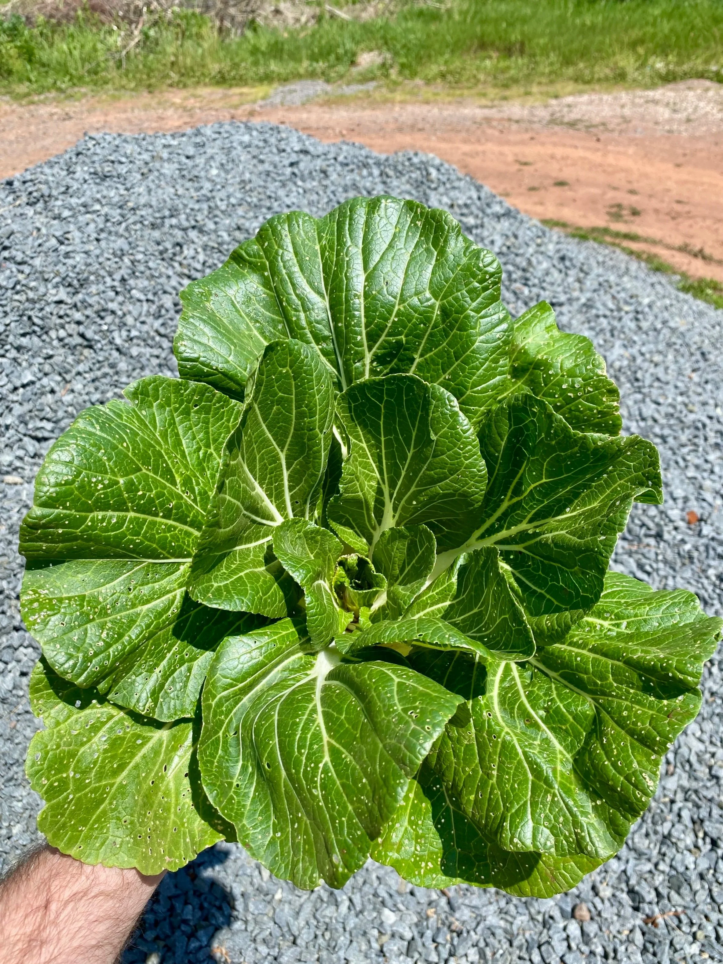 BokChoyDan.jpg