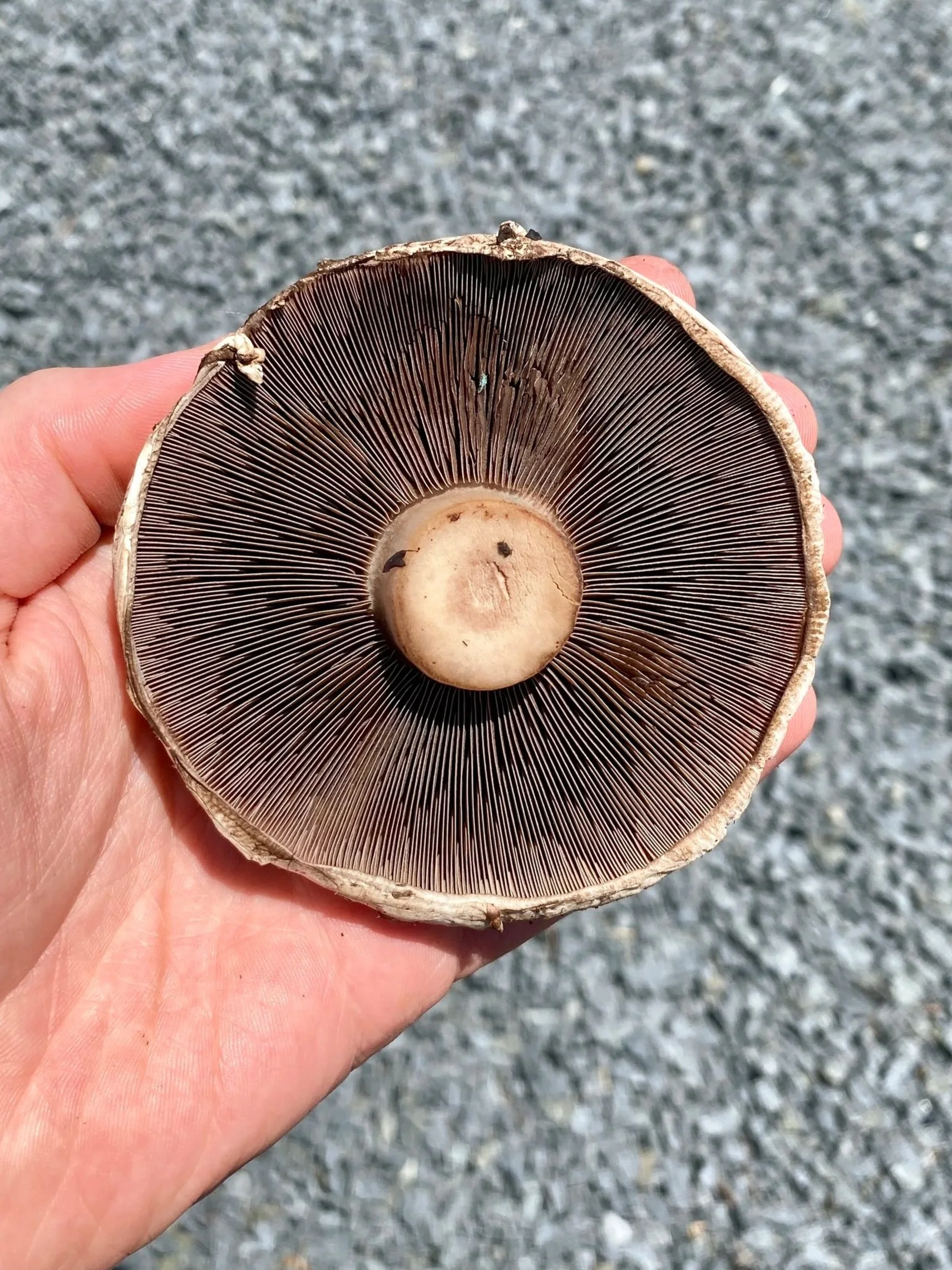 Mushroom.jpg
