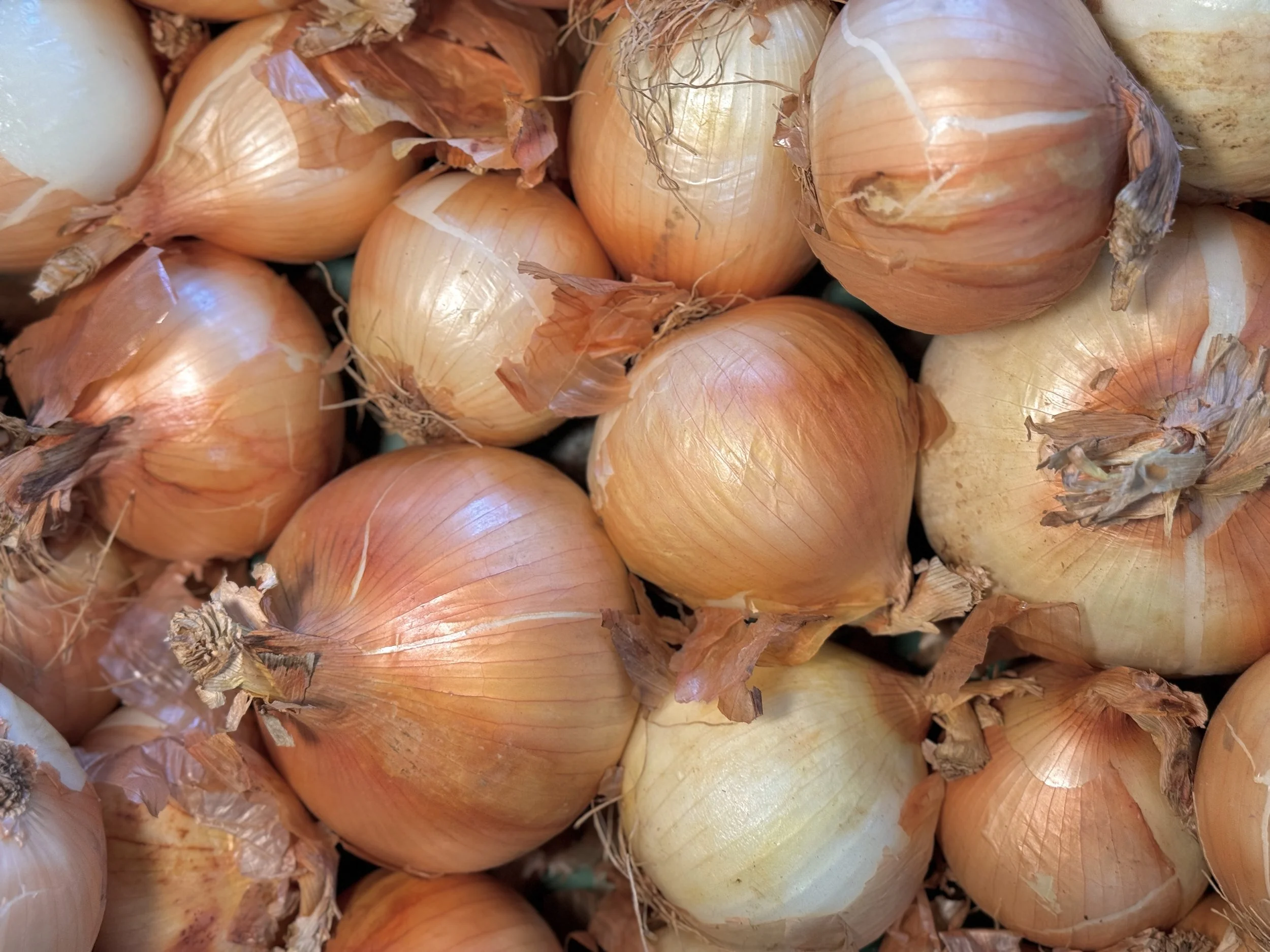 A pile of onions with papery skins and roots at the top.