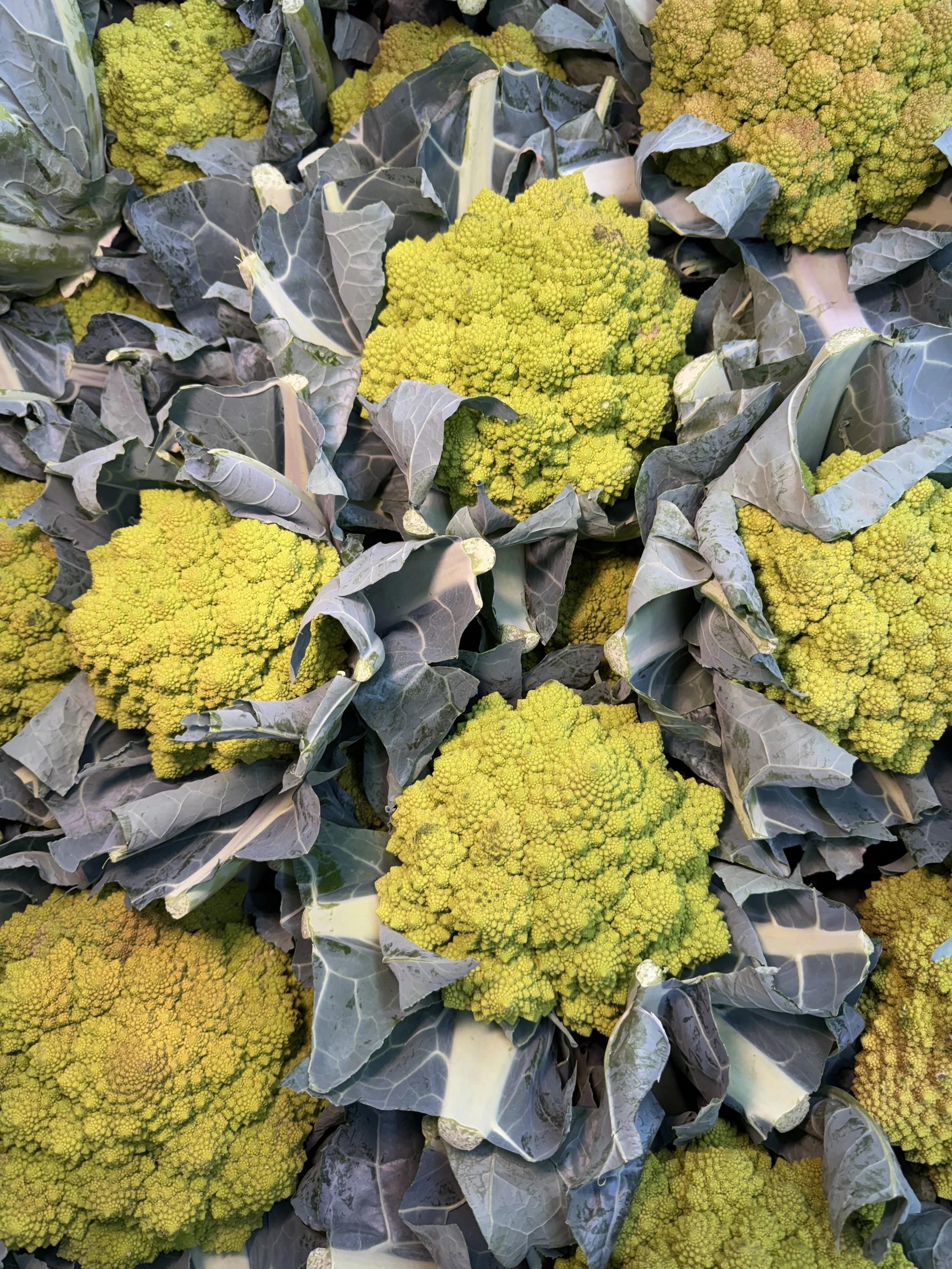 20251014romanescocauliflower.JPG