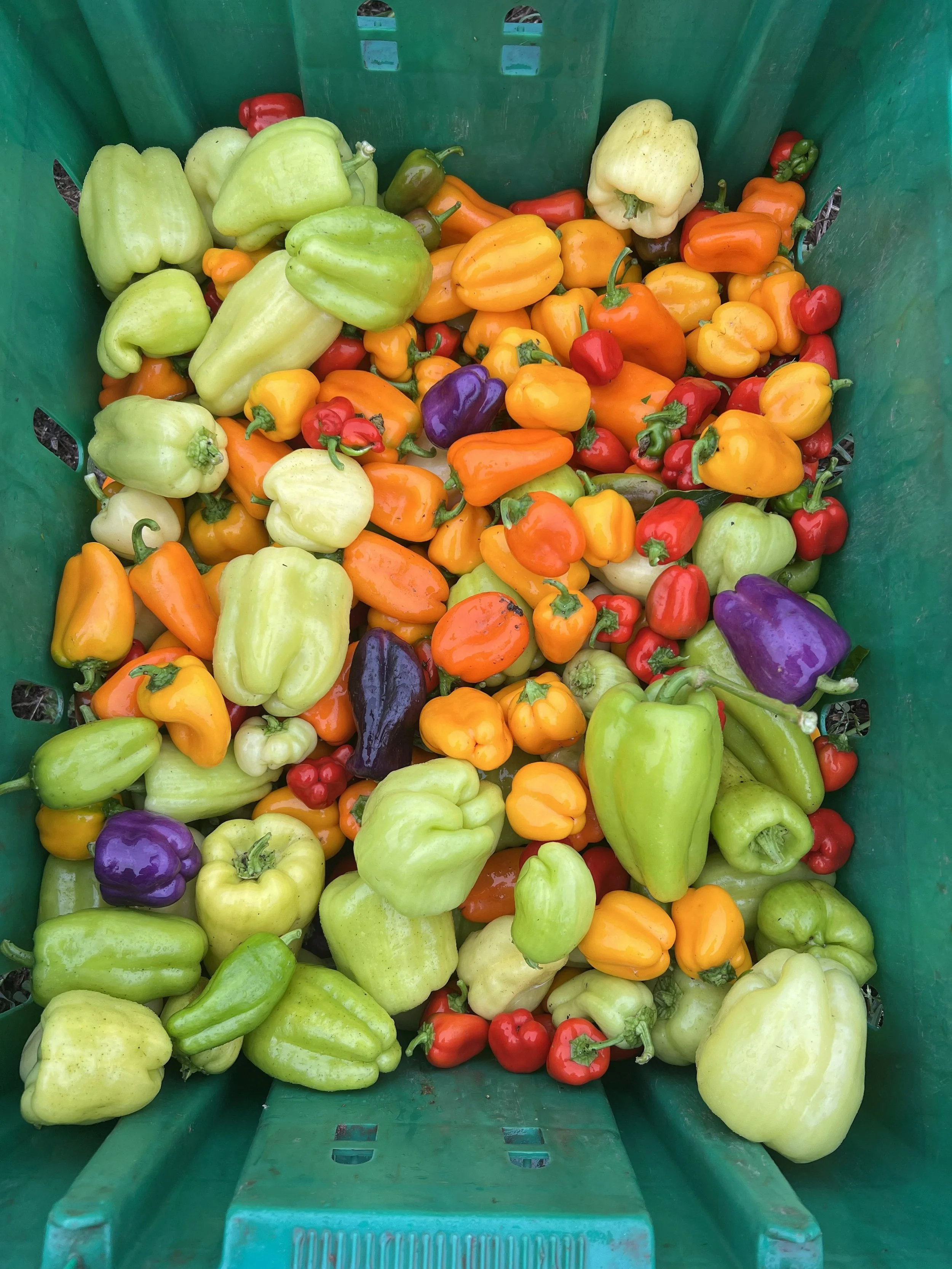 20250820peppers.jpg