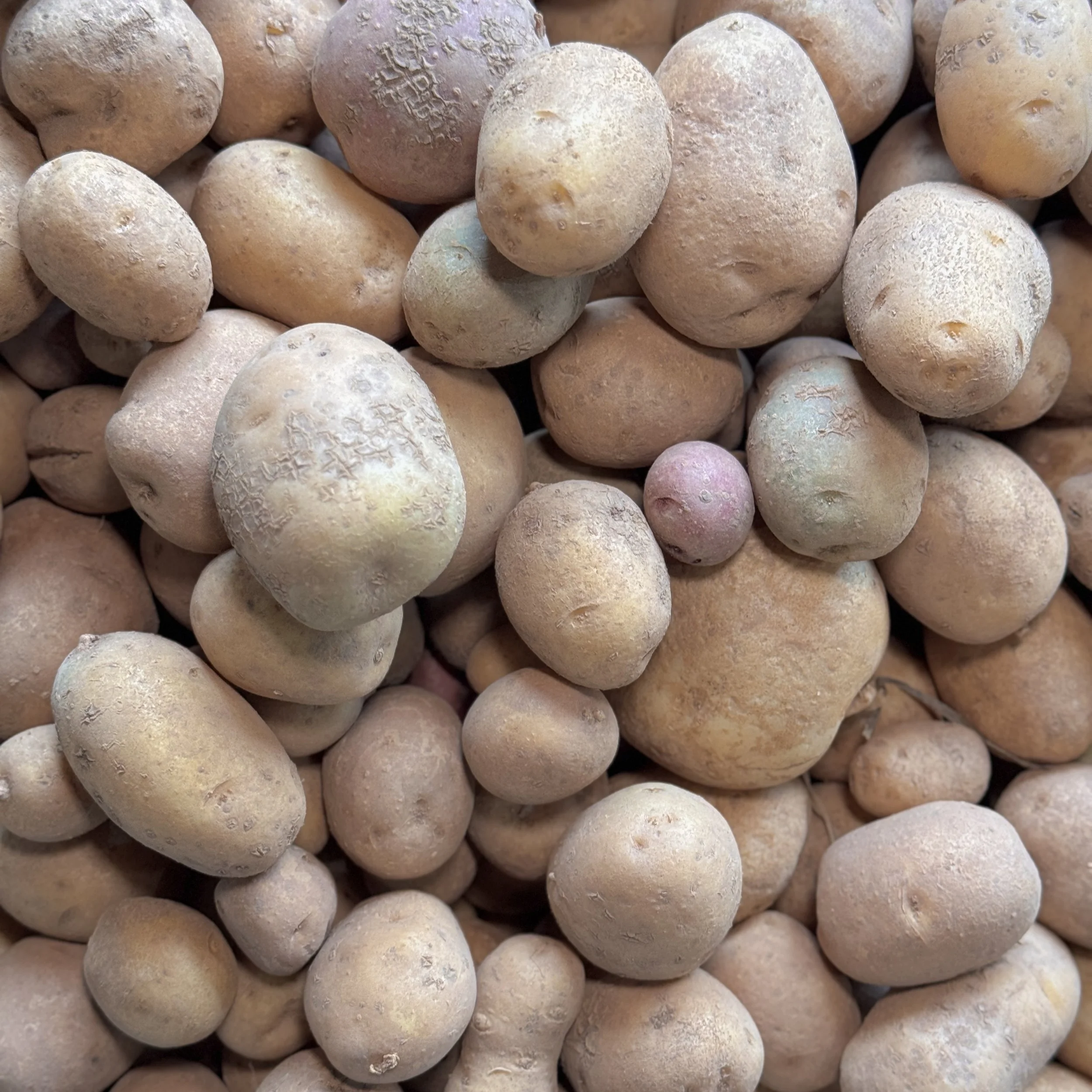 20251030potatoes.jpg