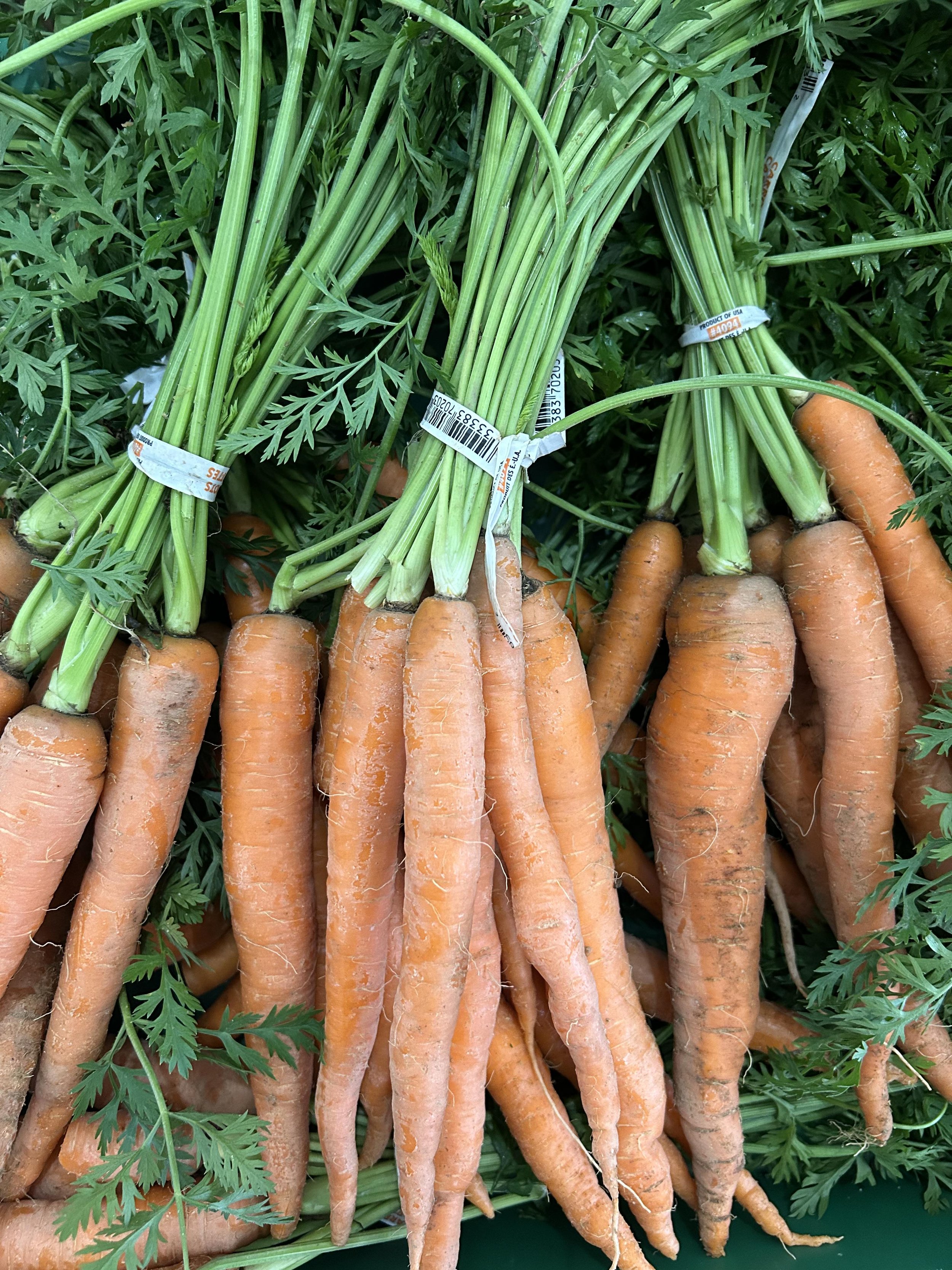 20251112carrots.jpg