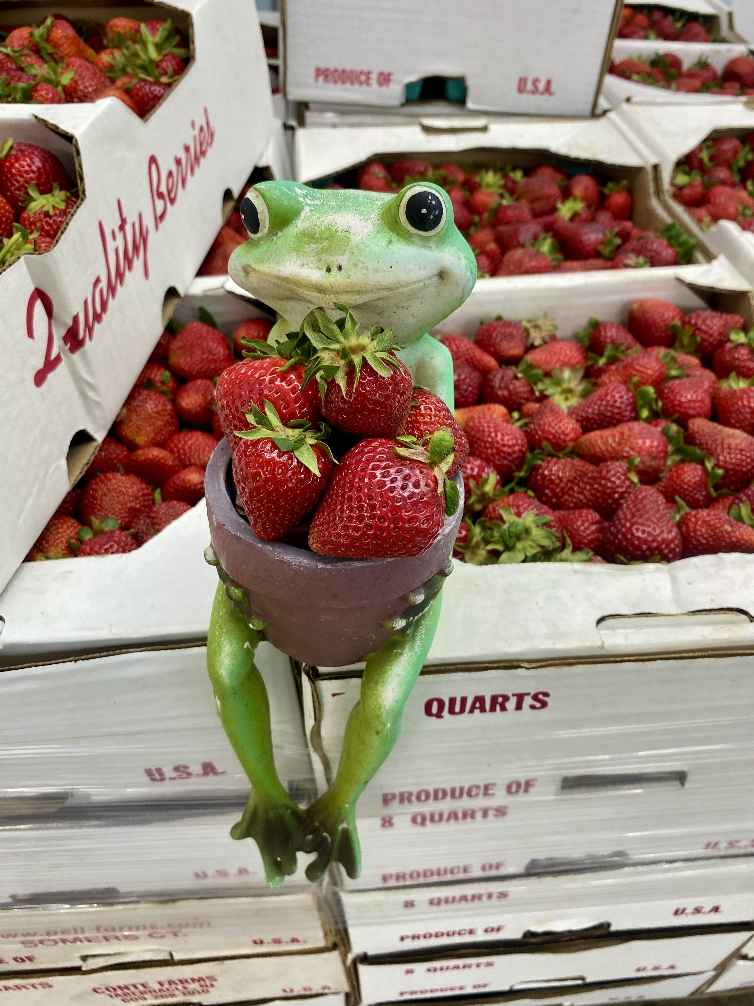 Frog5.jpg