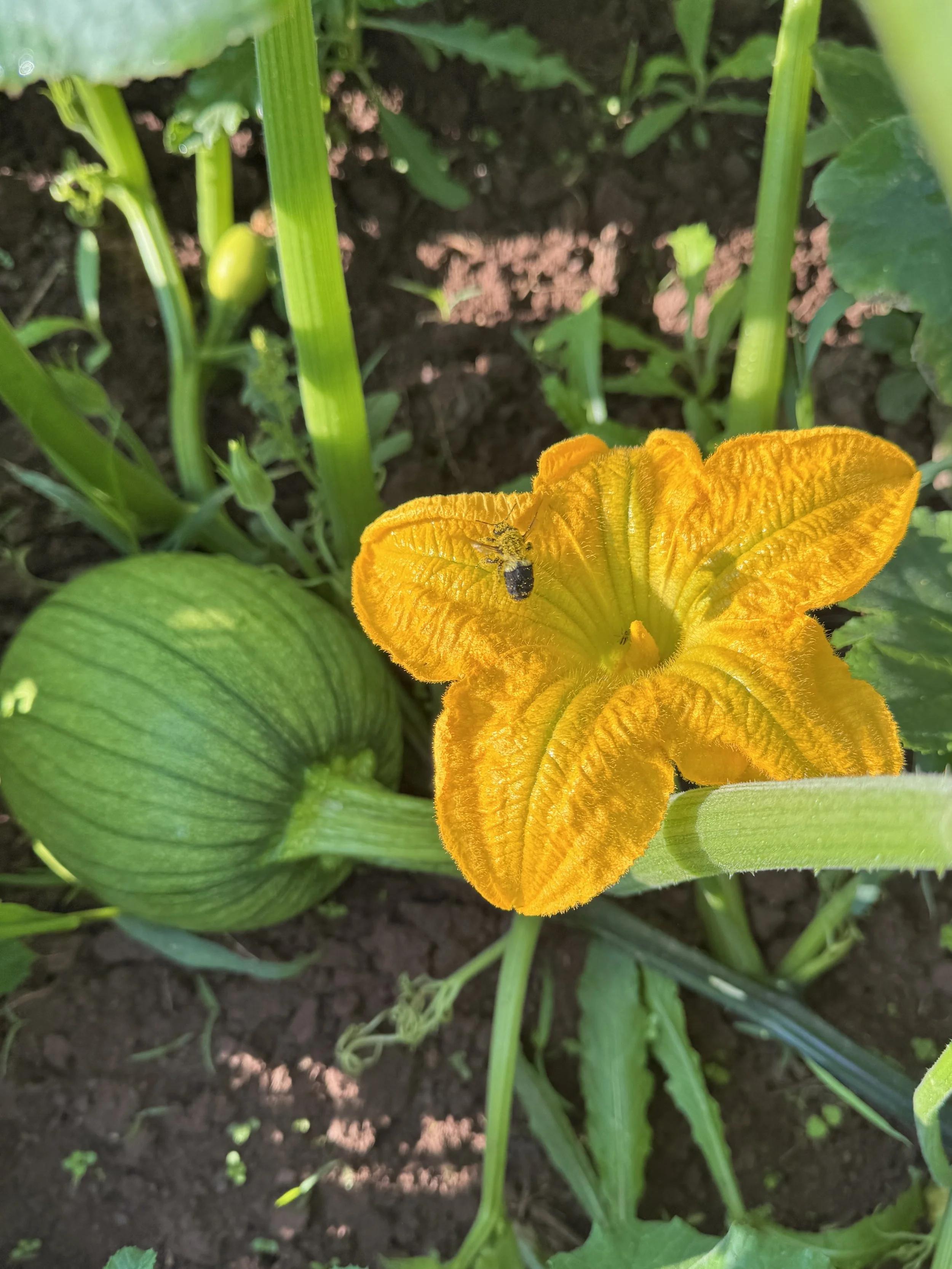 20250909pumpkin2.jpg