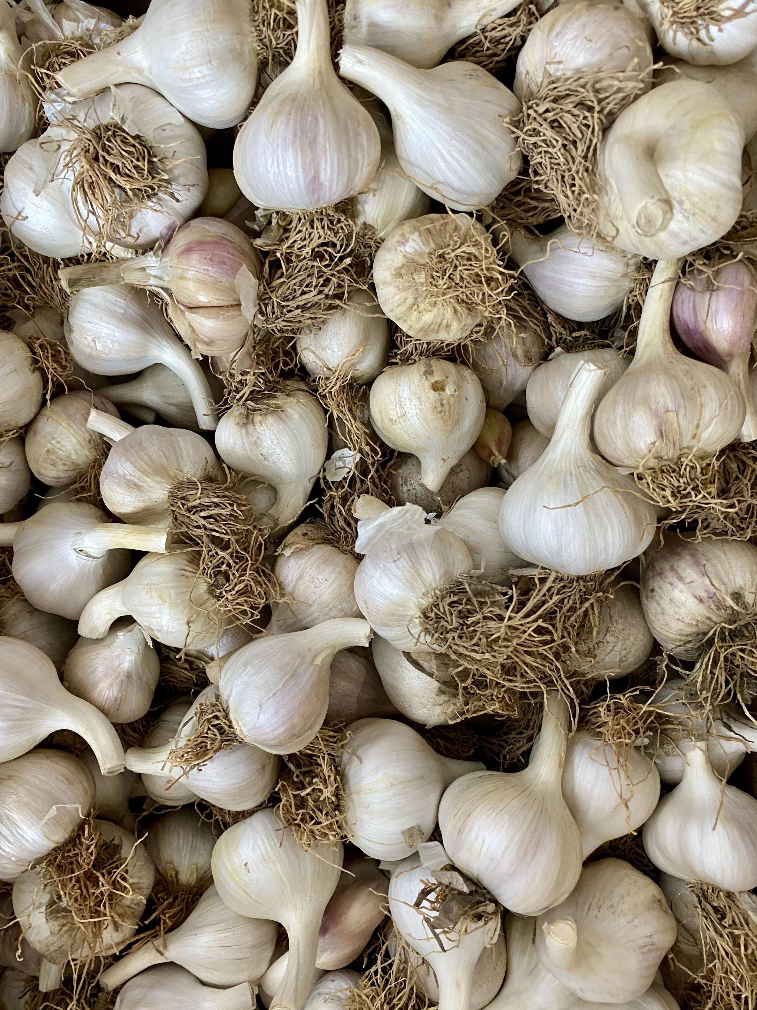 Garlic2026.jpg