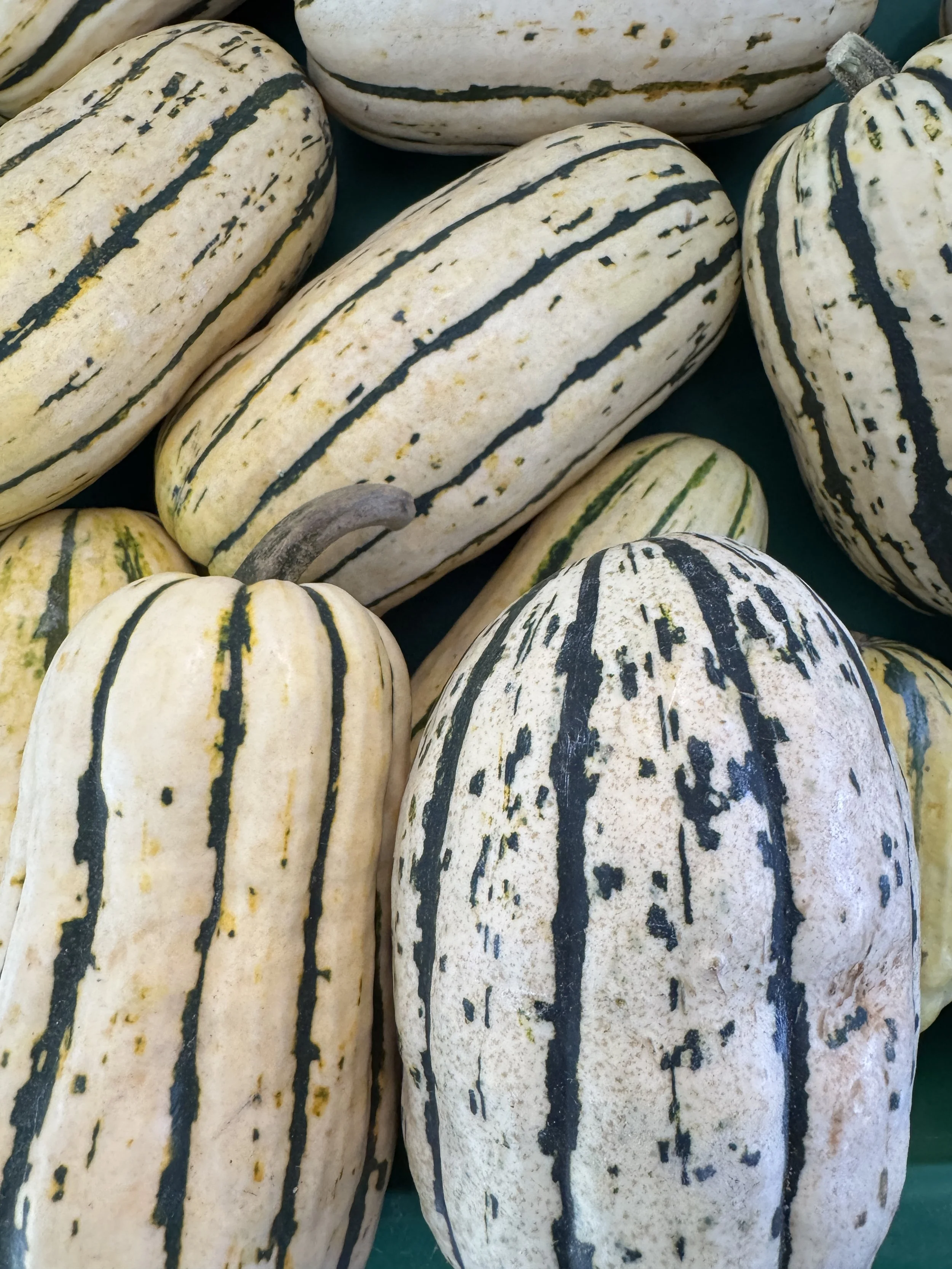 20251105delicatasquash.JPG