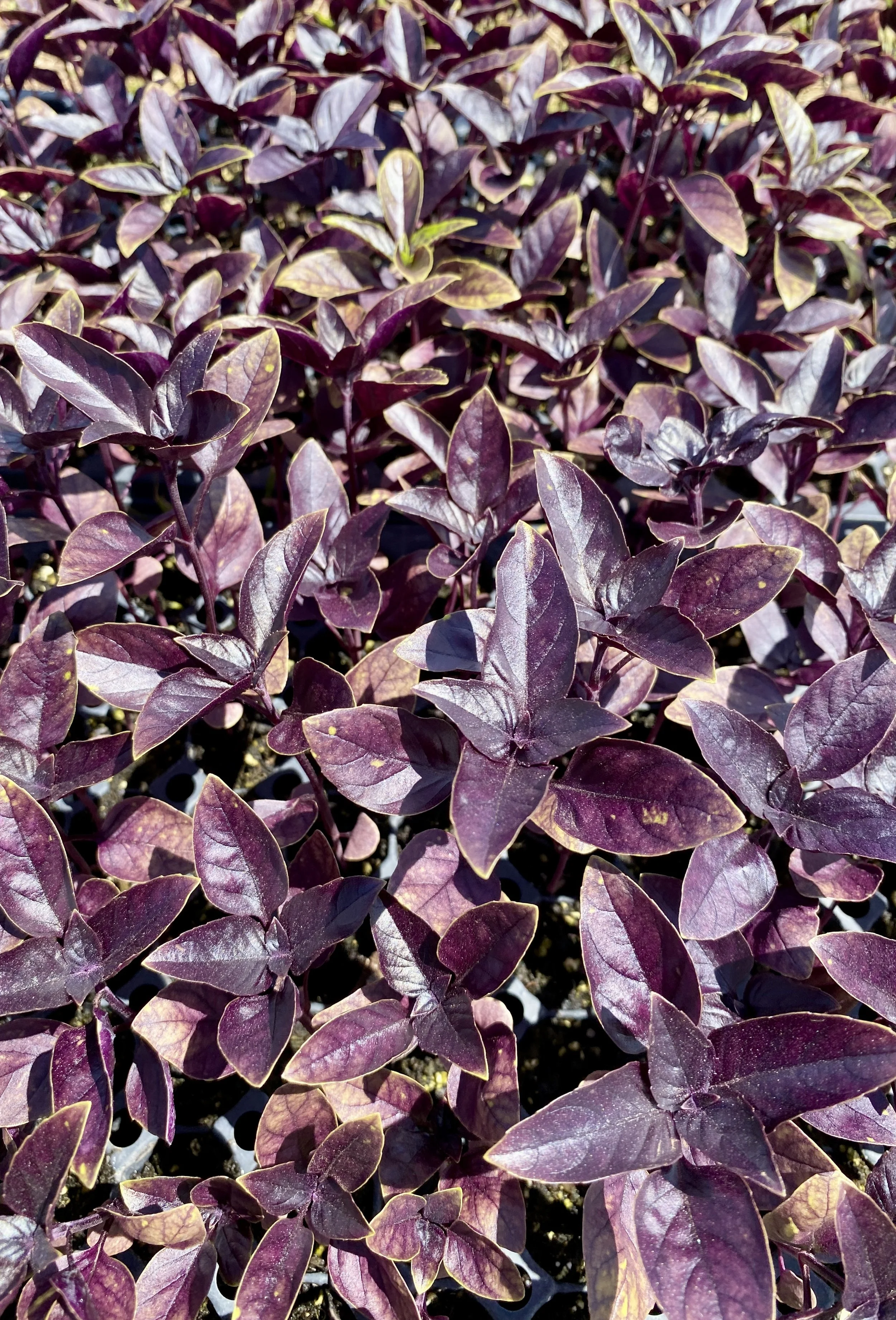 Copy of BasilSprouts.jpg