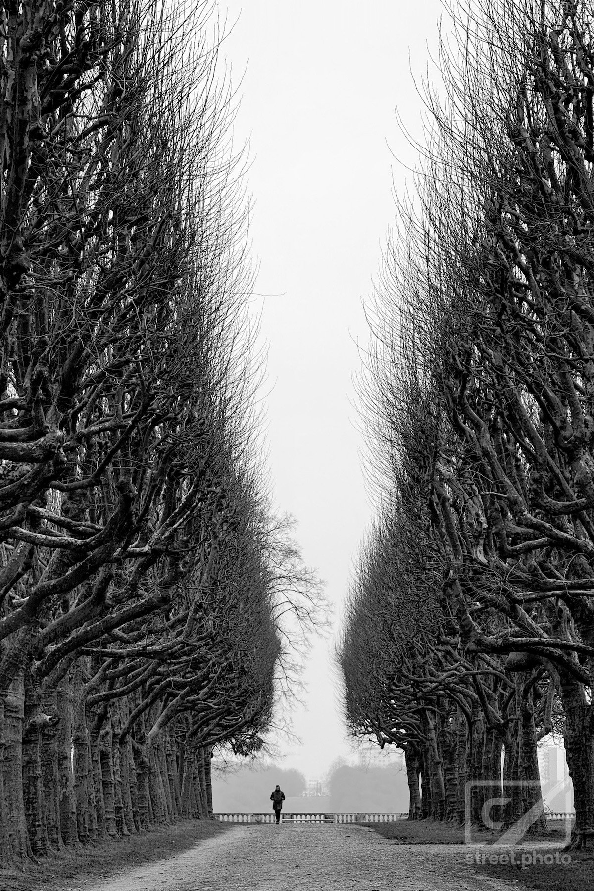 The Man And The Giant Trees