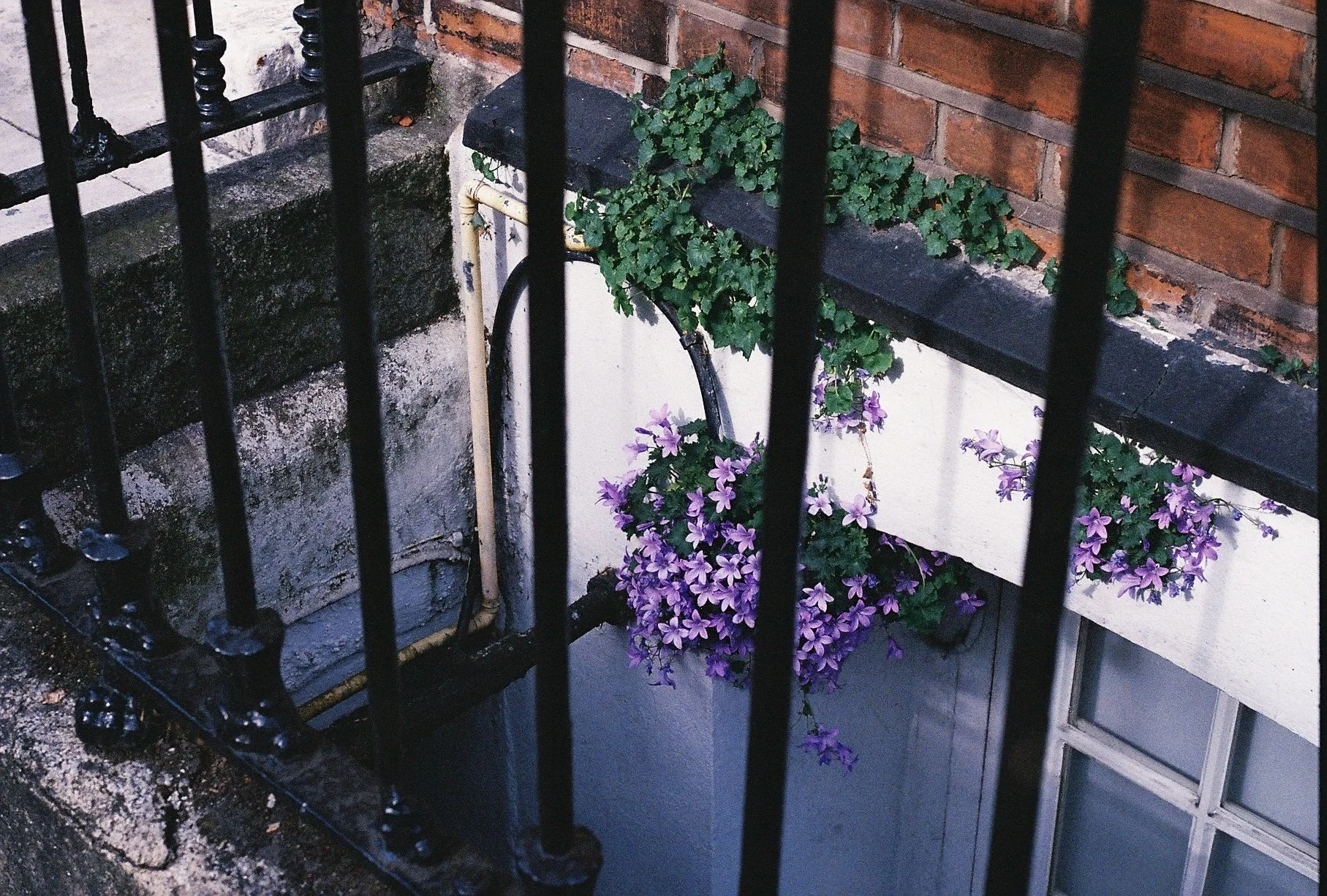 Purple Always Prospers