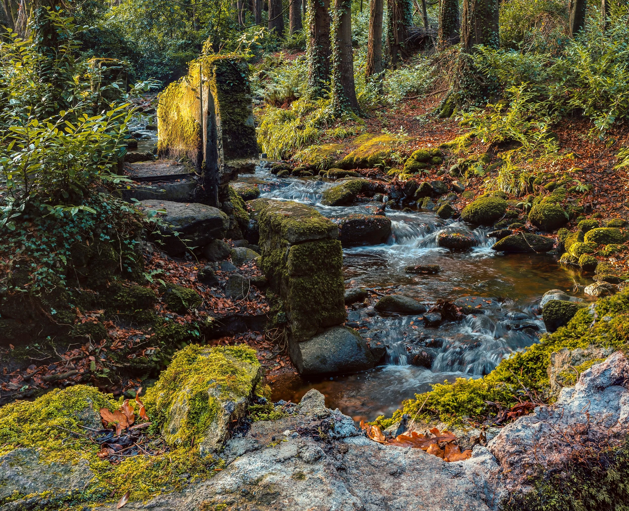 Massey's Wood, Dublin Mountains & my first attempt at HDR Focus Stacking