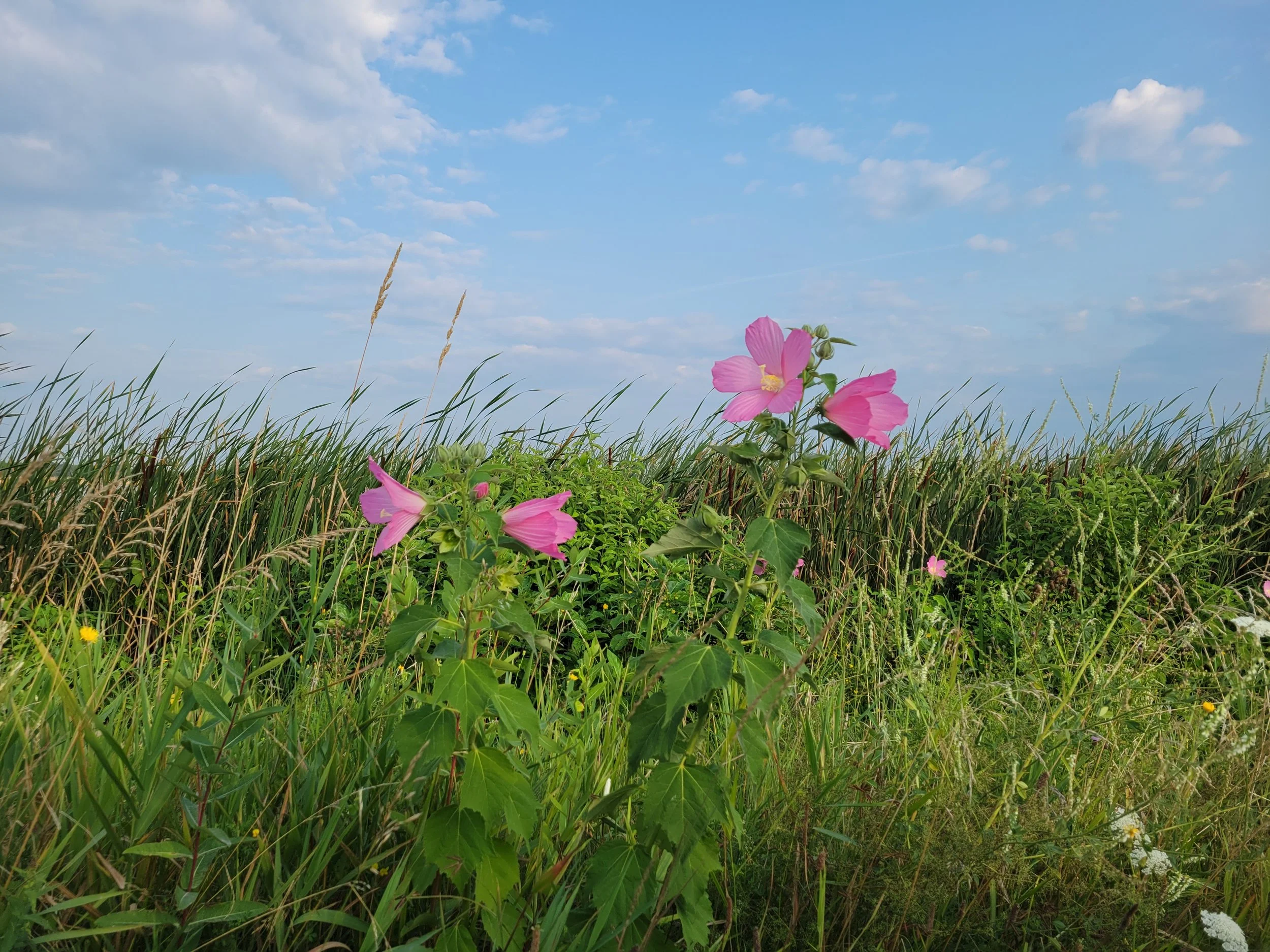 Growing Resilience Together: Interstate Native Plant Compact Proposal
