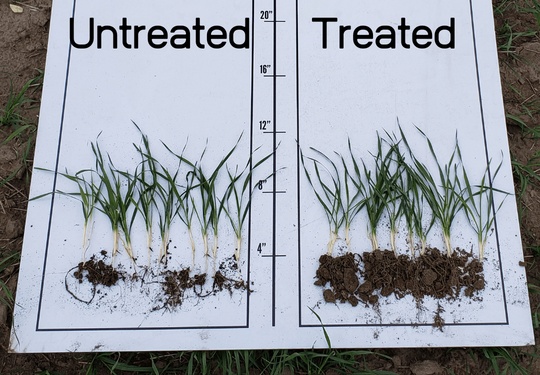 A field sample showing the difference between plants treated with an R. A. West fertilizer program versus untreated plants.