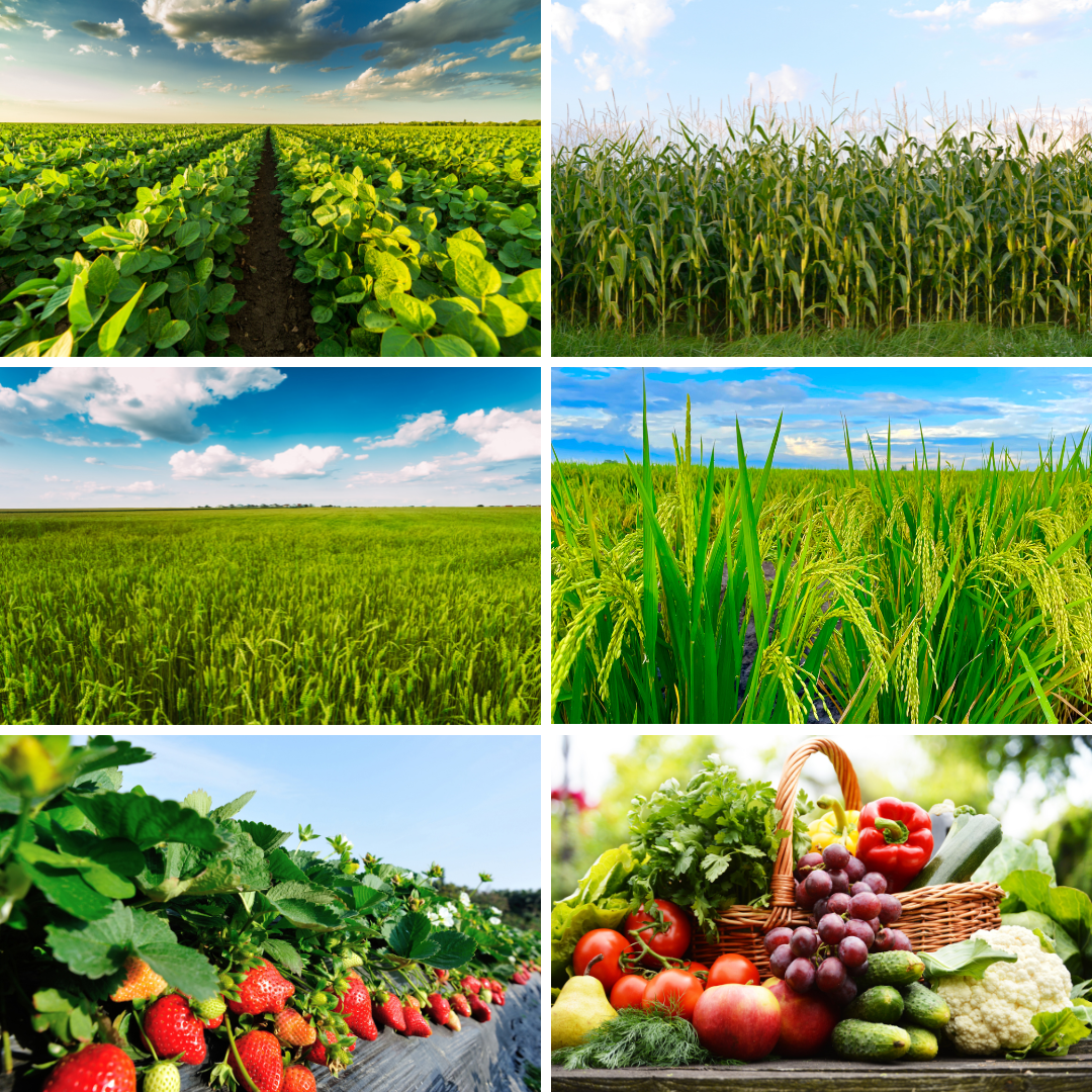 Ultra Crop Samples.png
