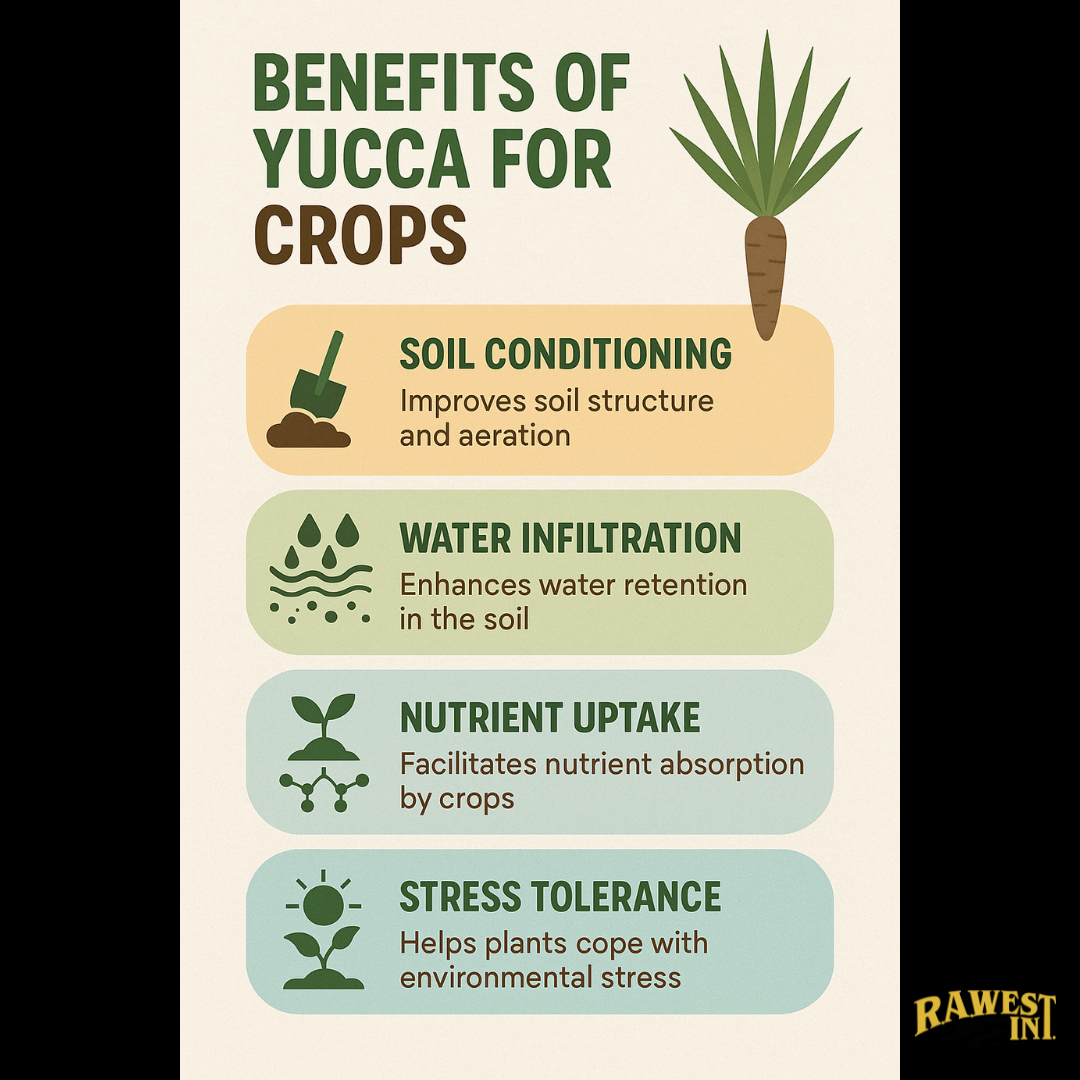 Yucca Infographic.png